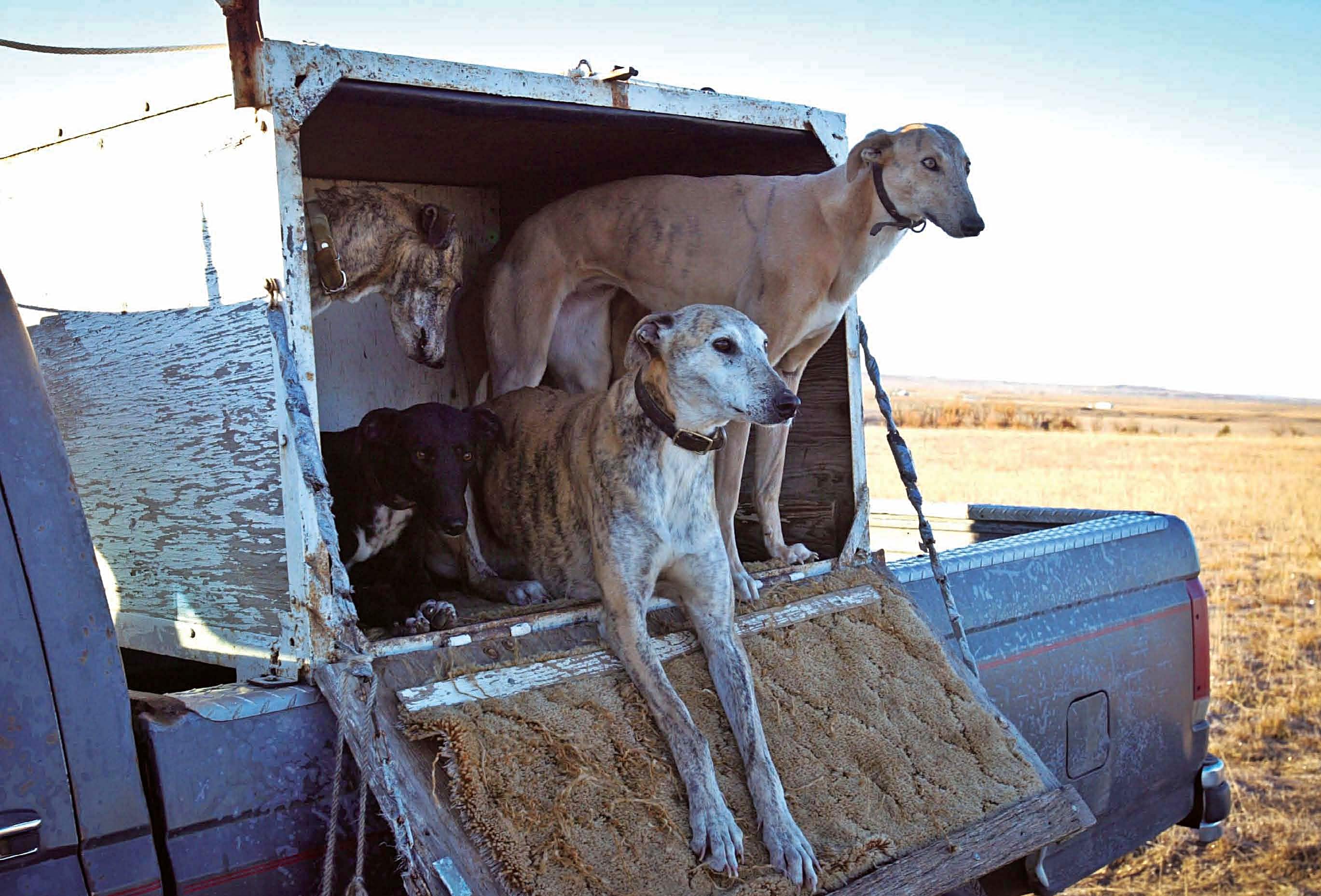 coyote hunting dogs for sale