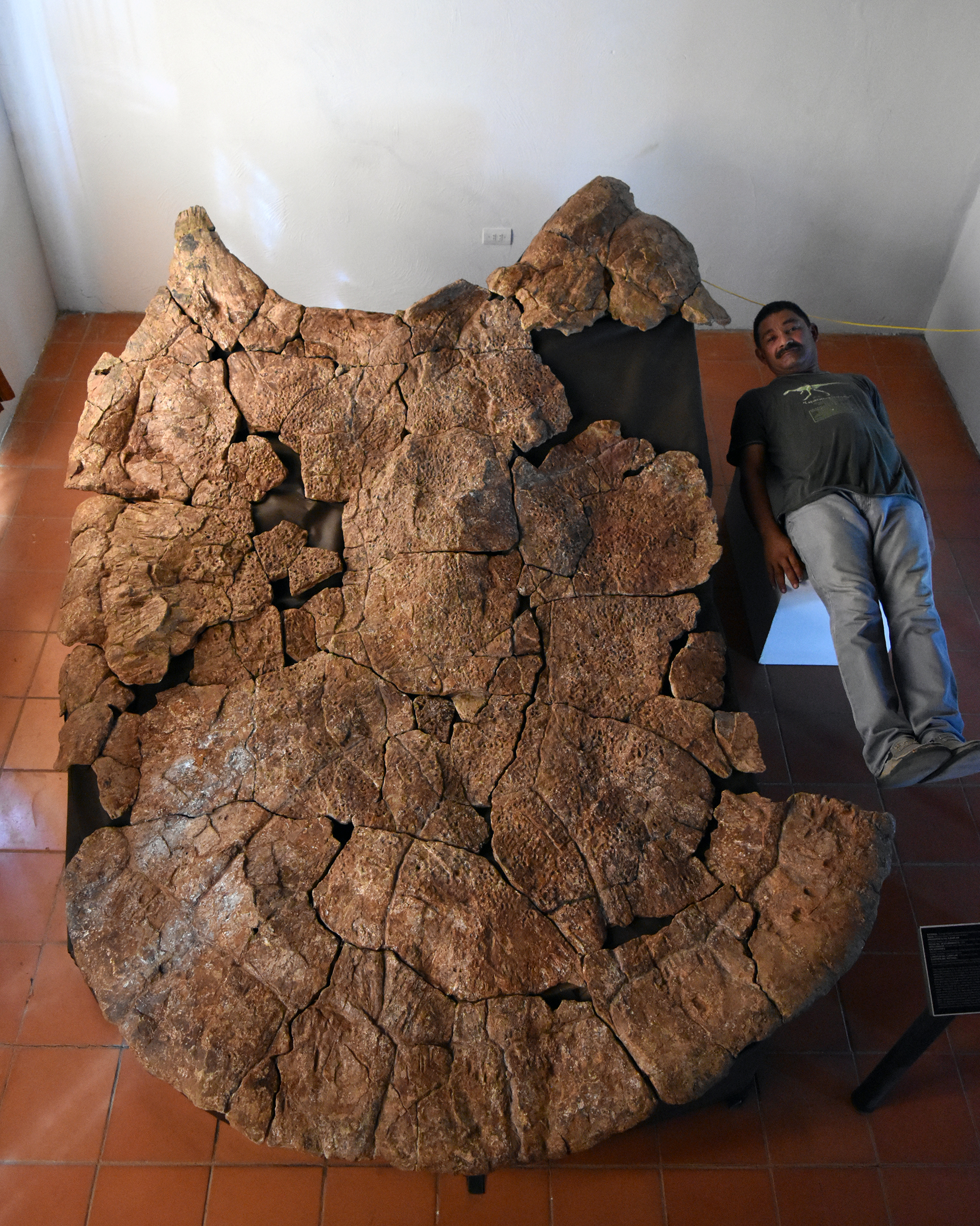 Giant turtle fossil: Car-sized Stupendemys geographicus once roamed the  earth - The Washington Post