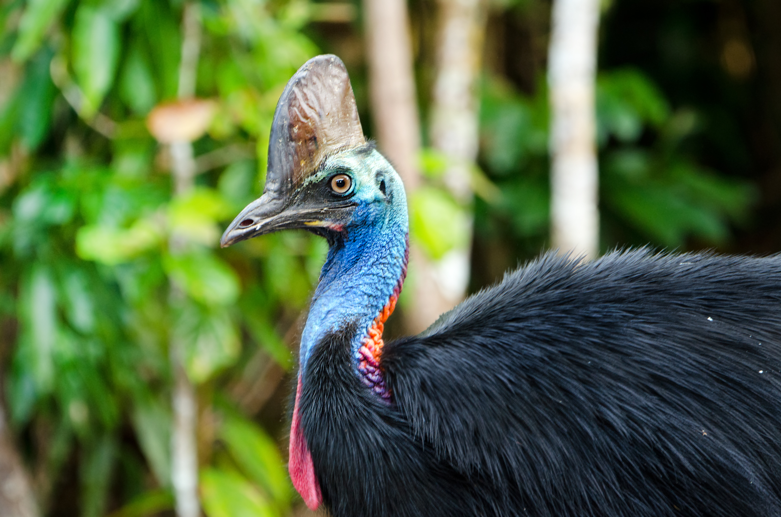 hjem lejr Distrahere Florida cassowary attack: Man dies after encounter with 'world's deadliest  bird' - The Washington Post