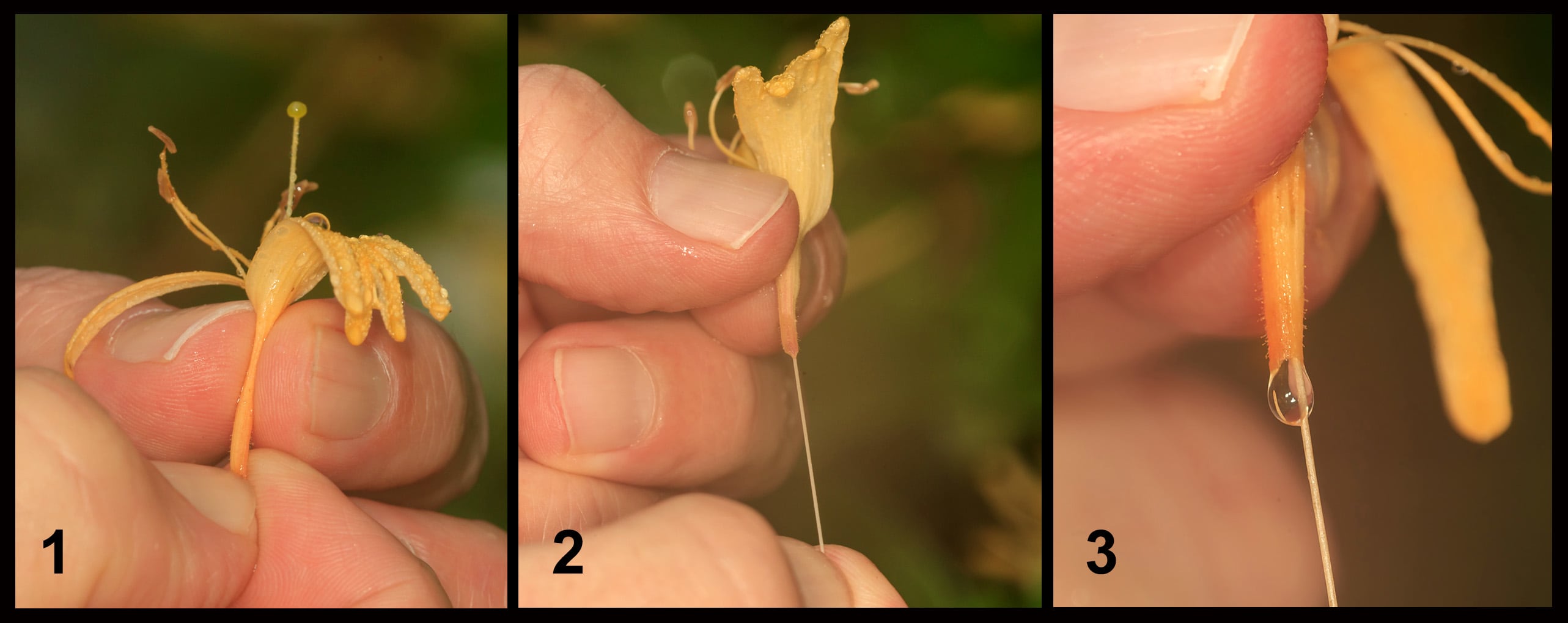 What’s that wonderful smell? It’s honeysuckle season! The Washington Post