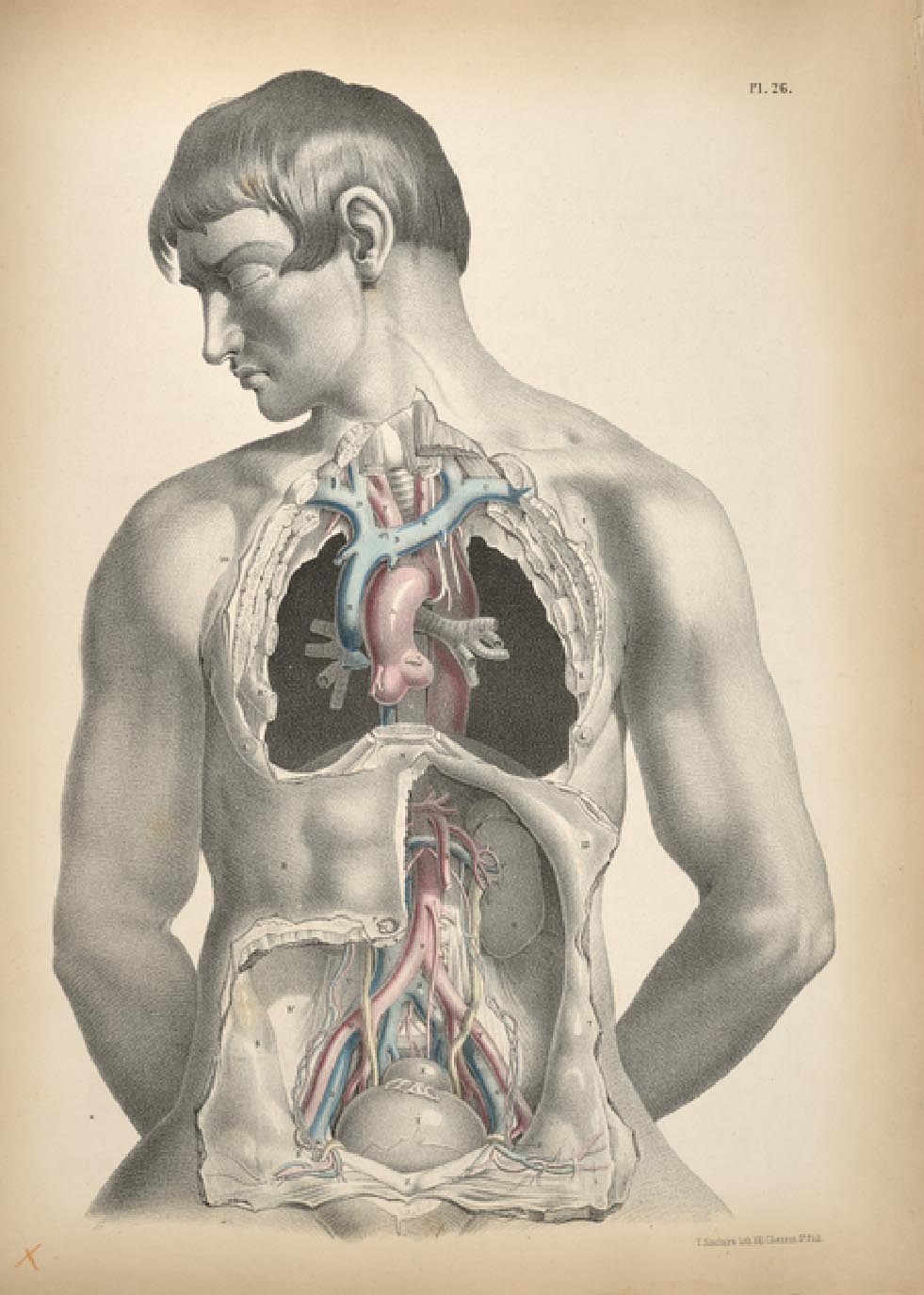アート+エンタメ human anatomy for artists Human Anatomy for Artists: Fehér, Gyorgy: 9783833120459