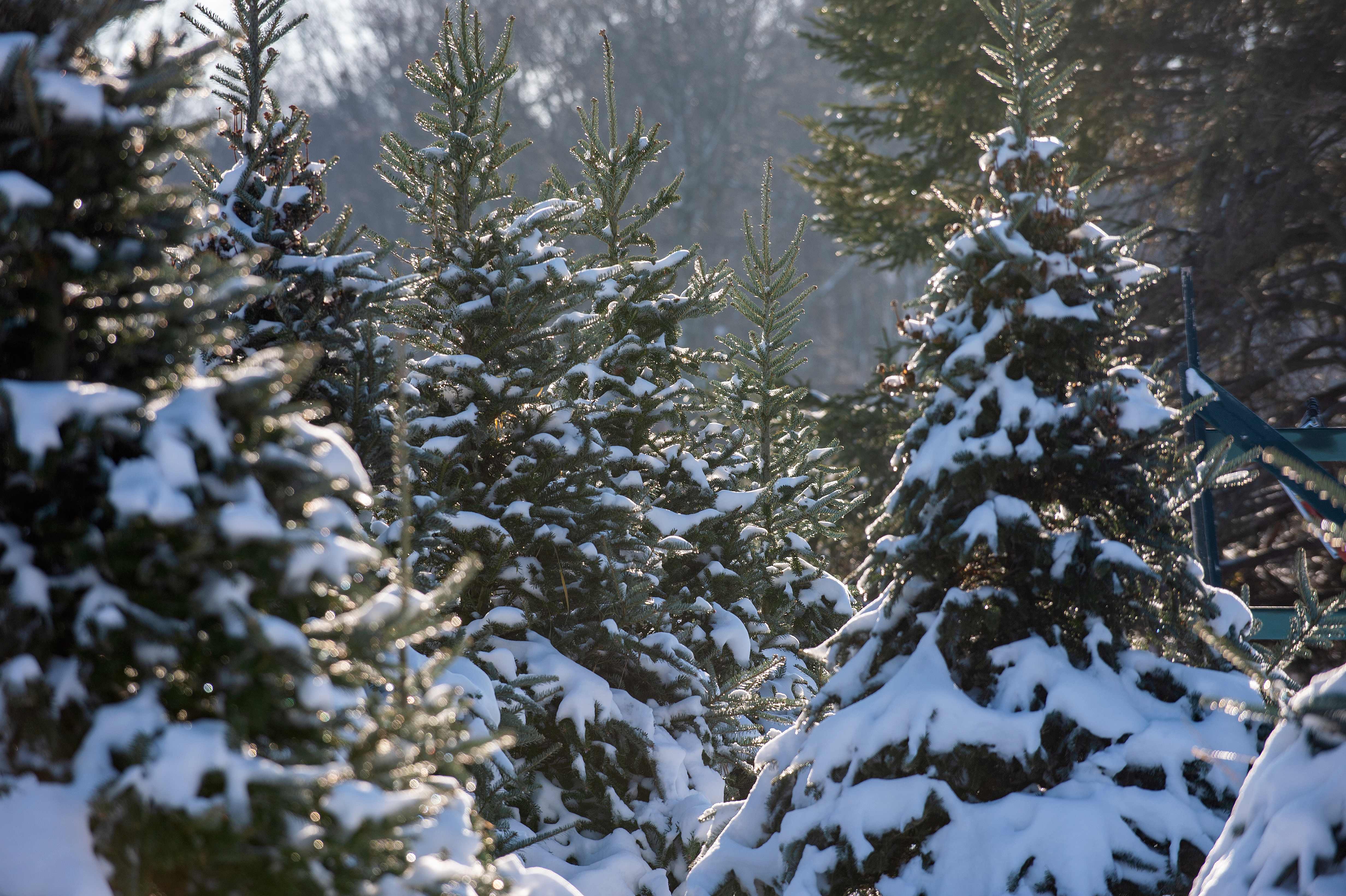 Where do American Christmas trees grow? The Washington Post