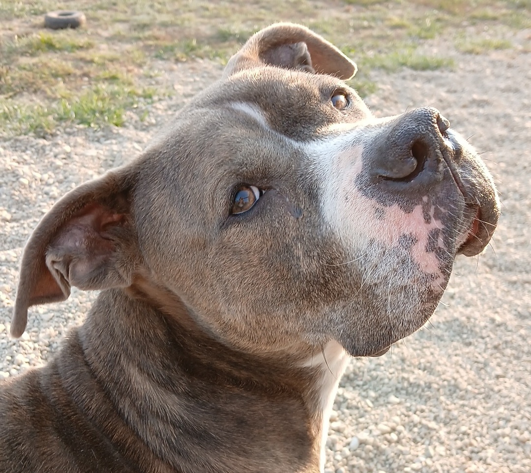 (PAWS Humane Society, Inc.)