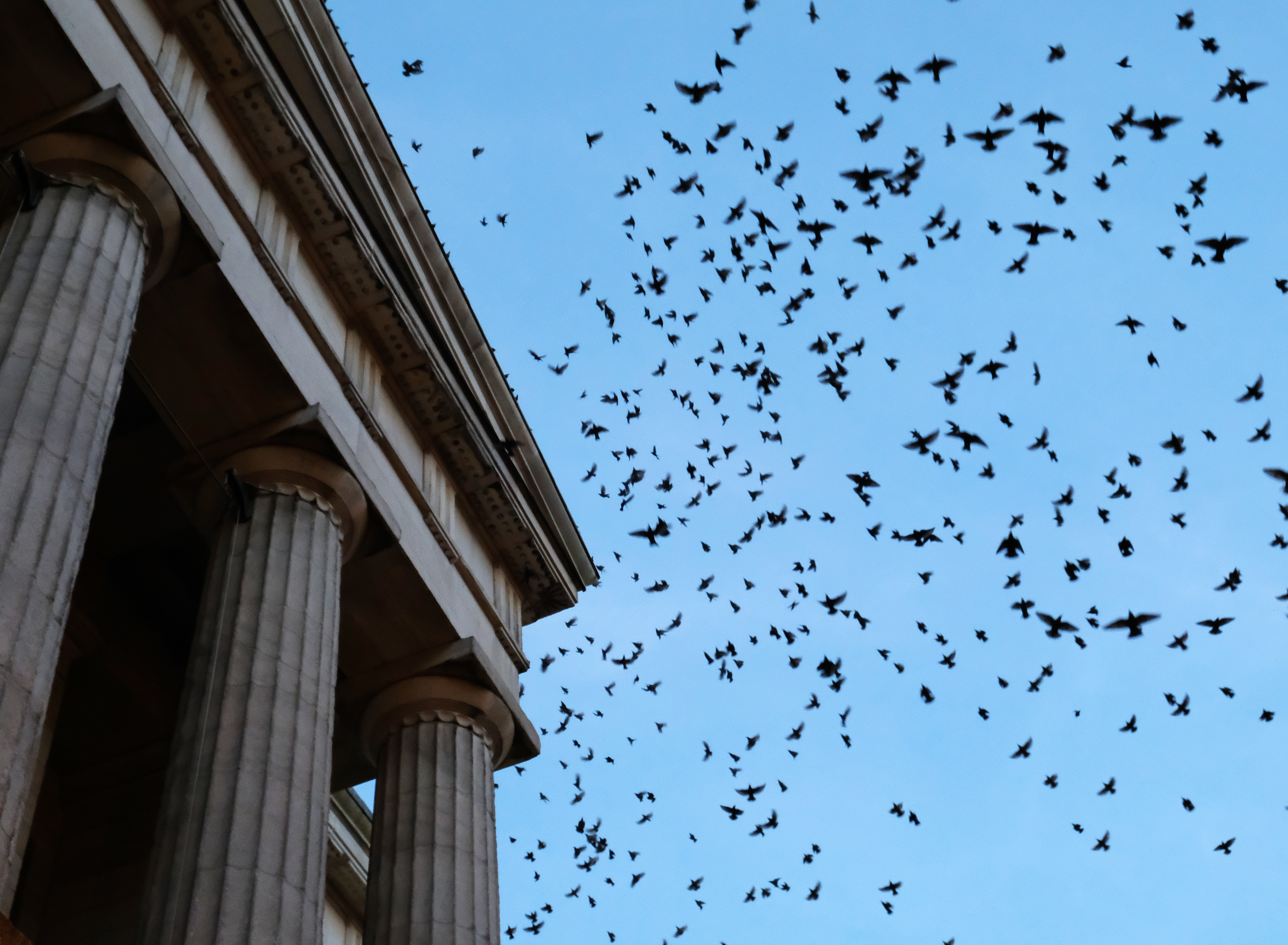 BLAHRMY - A REPORT OF THE BIRDSTRIKE - Amazon.com Music