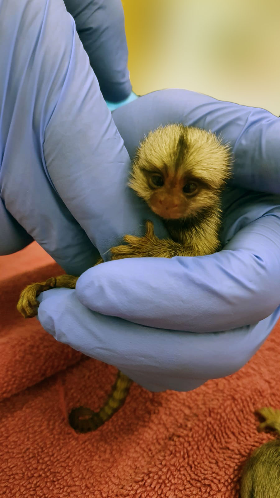 Baby Finger Monkey For Sale Pygmy Marmoset Fingerlings Real Finger