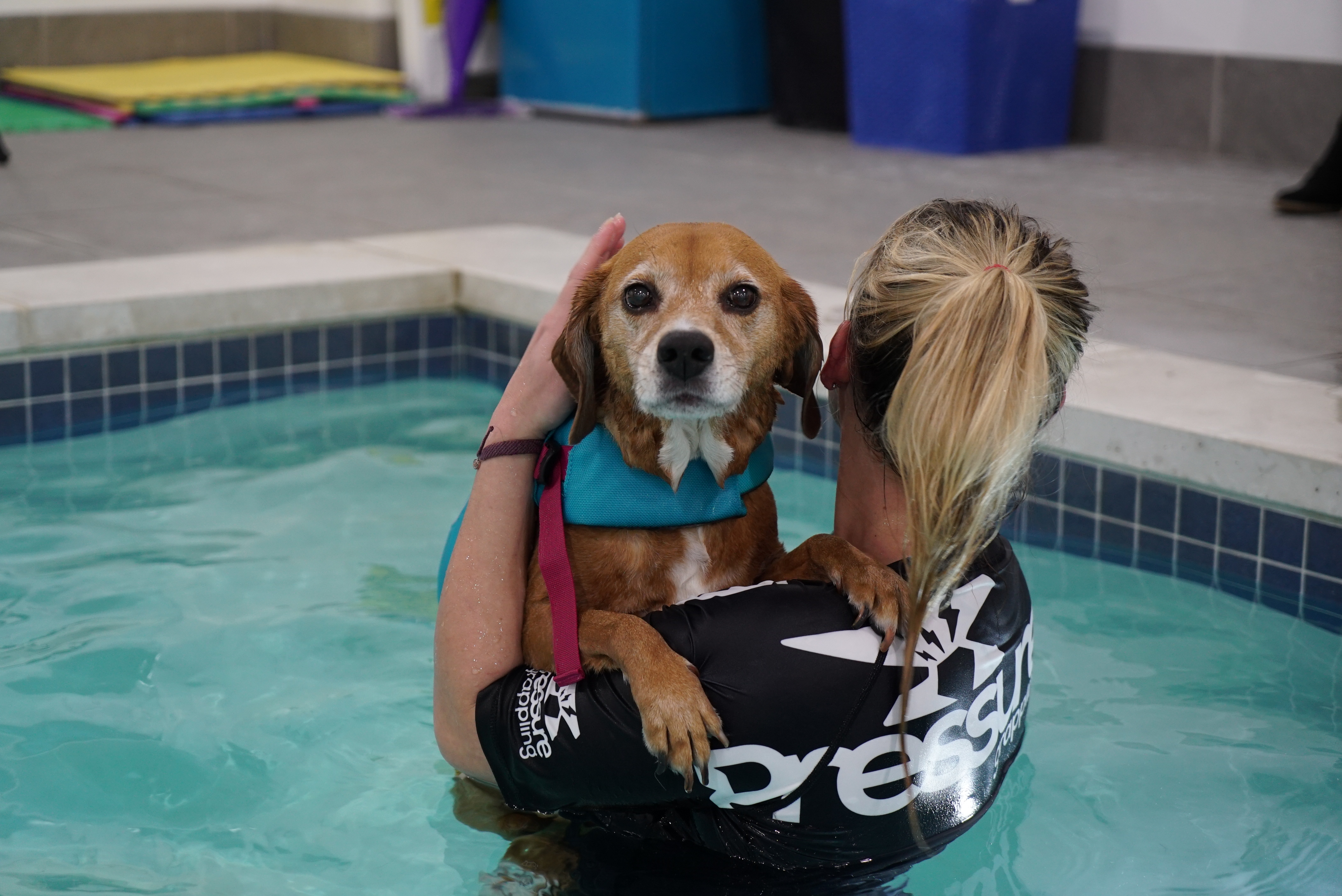 pools for dogs and humans