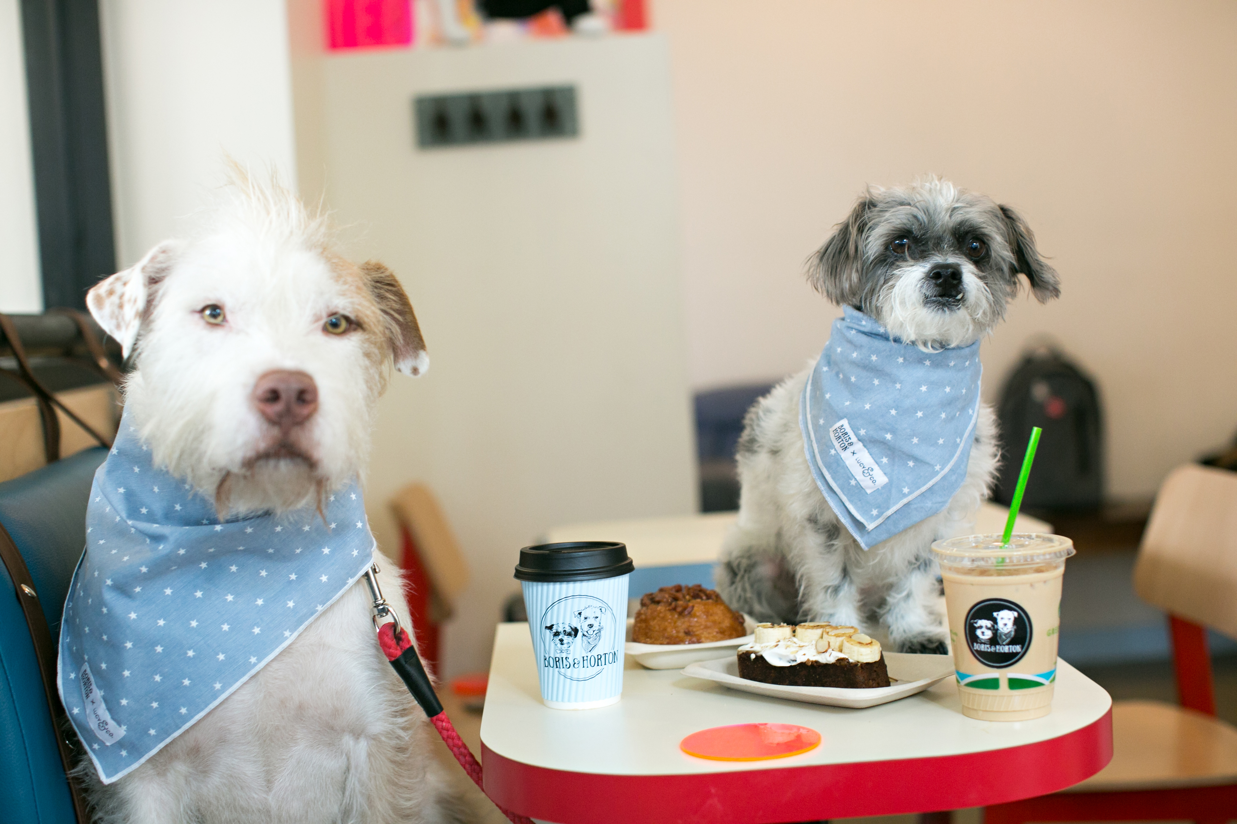 New Yorkers save two canine cafes as dog-centric eateries gain momentum - Vimarsana News