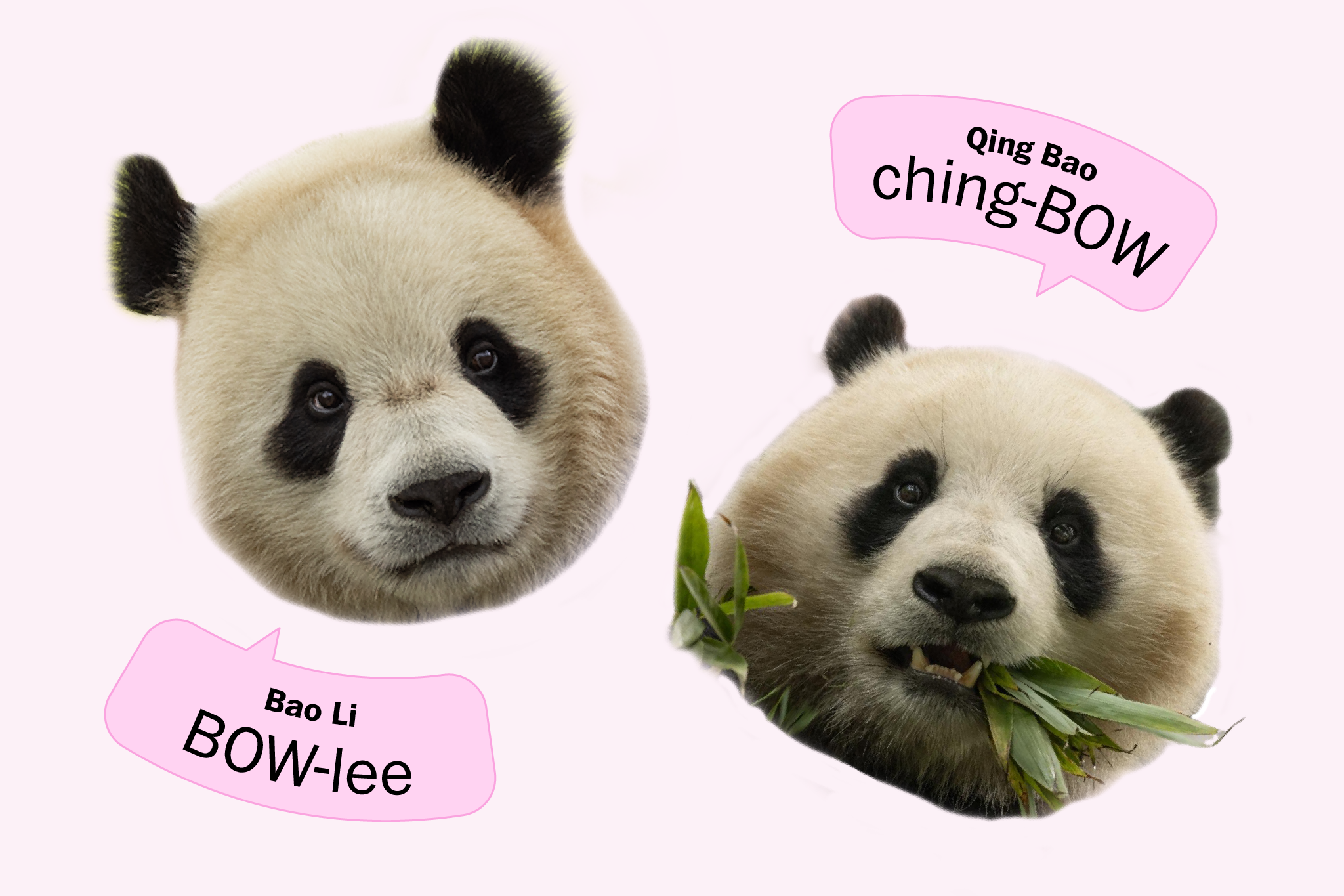 How to say the names of D.C.'s pandas, including Bao Li and Qing