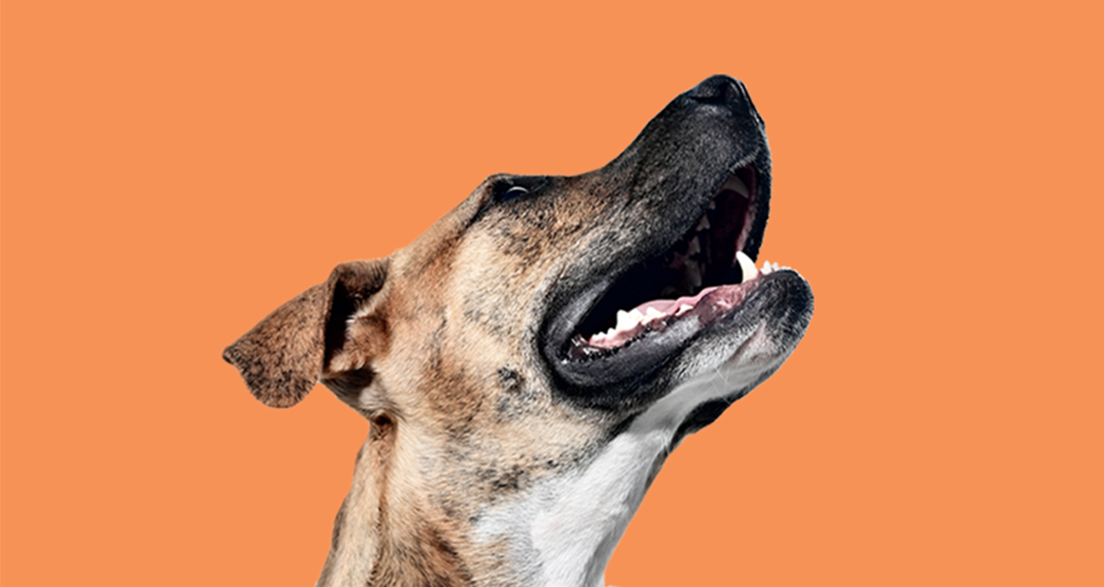 Do Dogs Think Thoughts