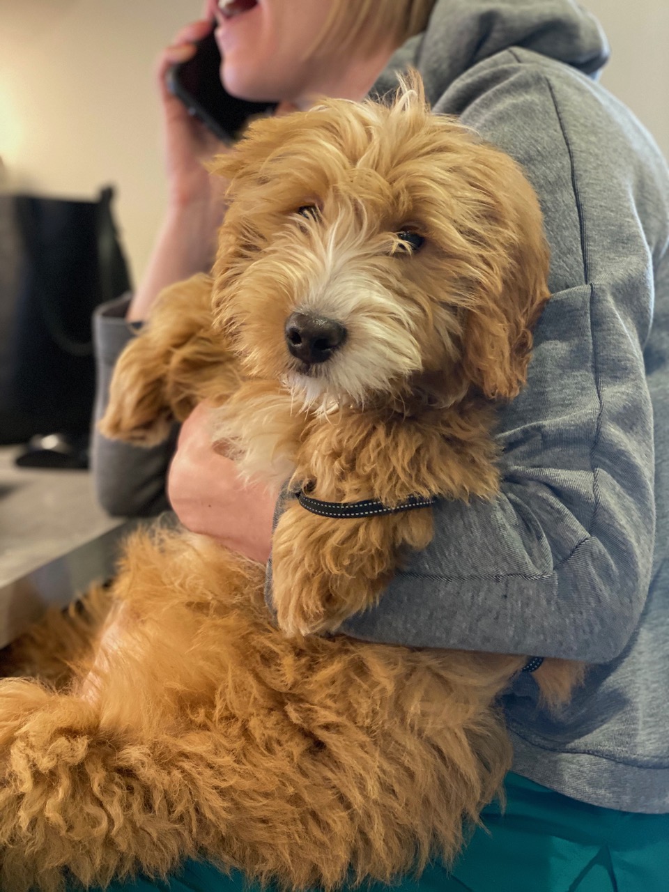 vca cascade animal medical center