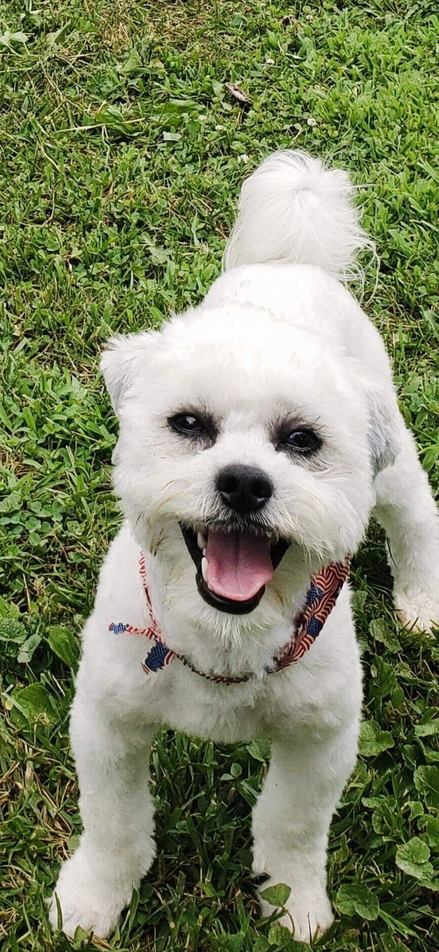 A police officer shot a blind pet dog. Sturgeon residents want justice. - Vimarsana News