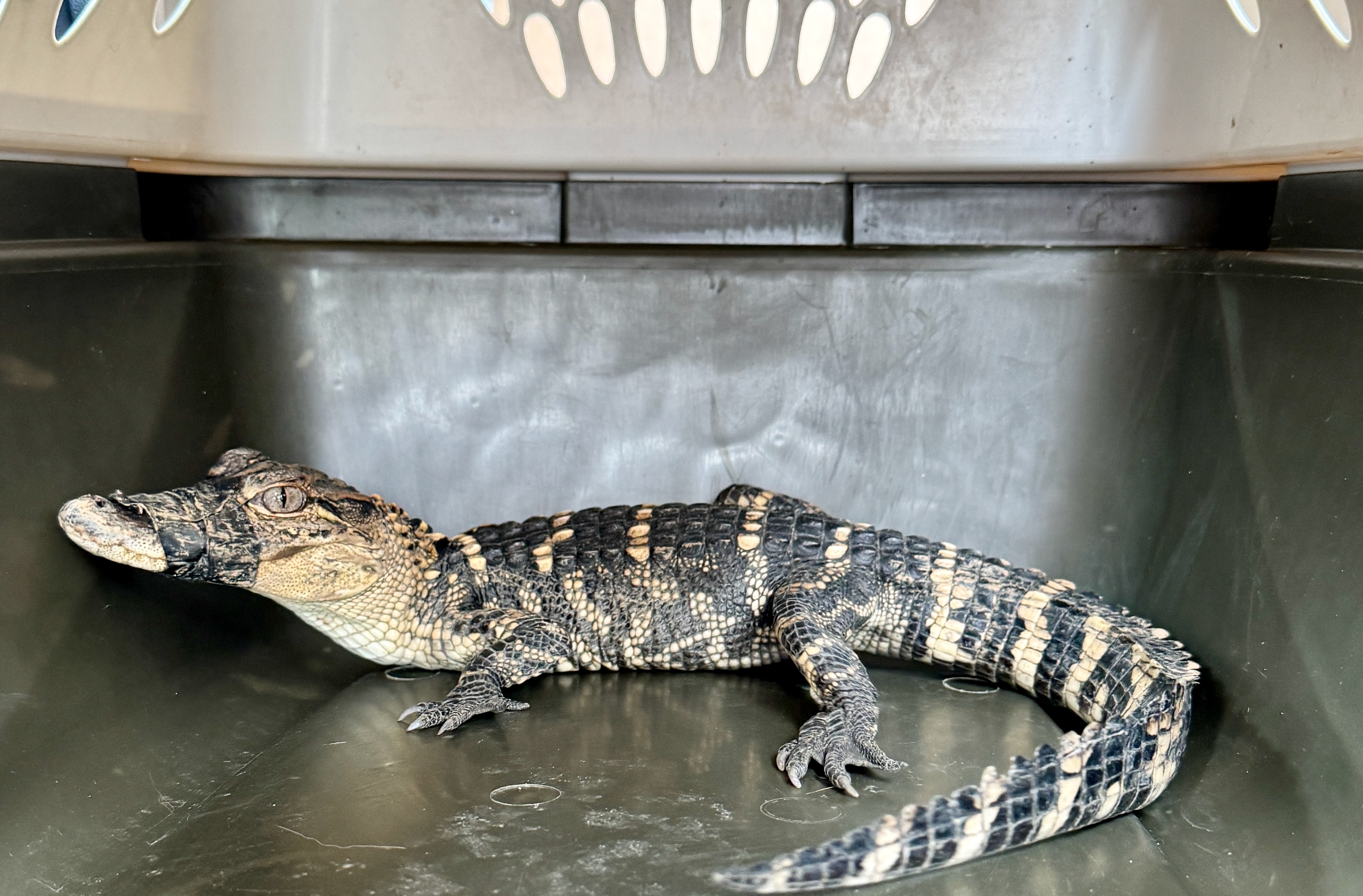 APRIL COOKS \"THERE'S AN ALLIGATOR IN MY〜 April Cooks 