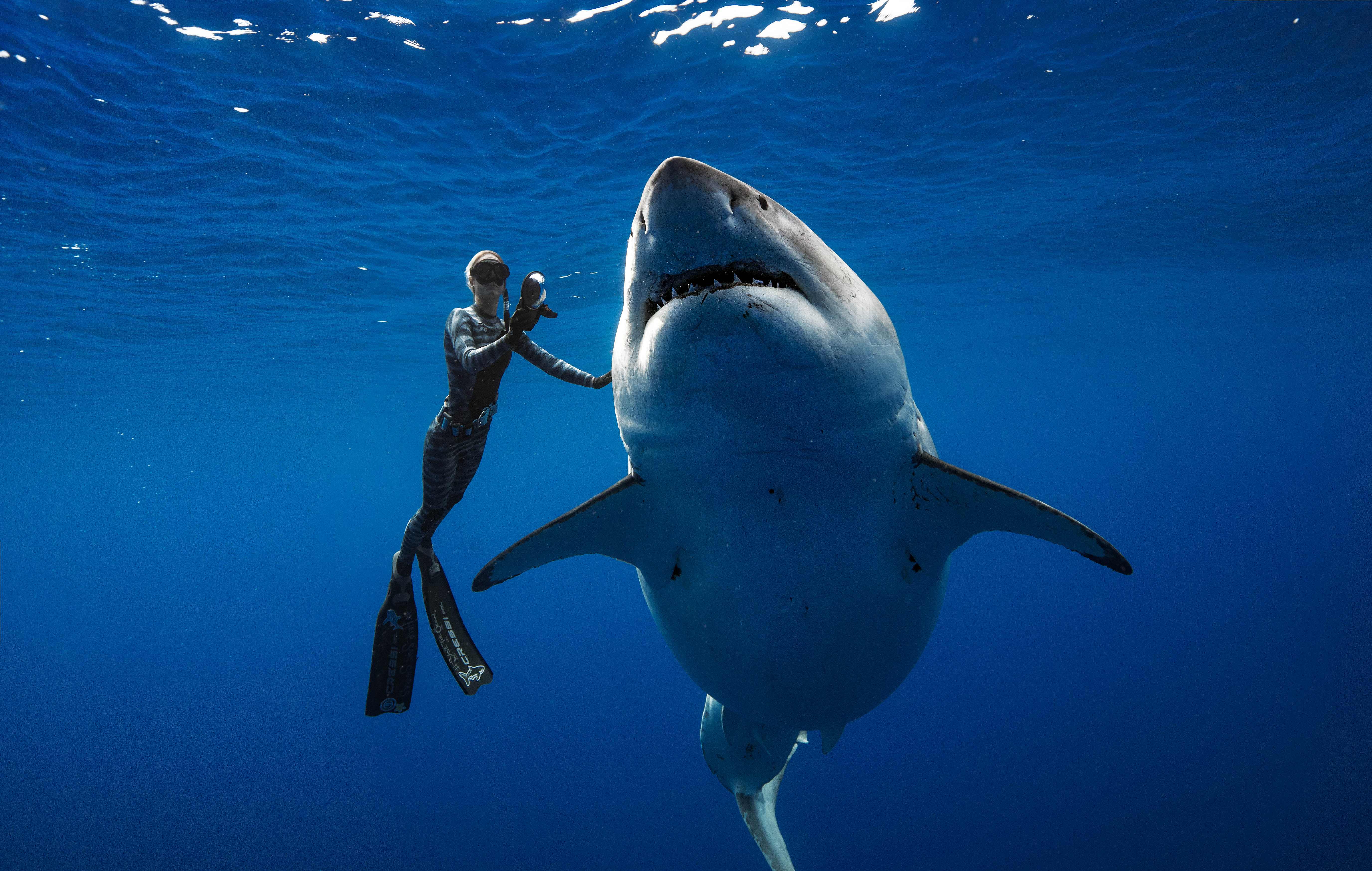 Dentally challenged great white shark greets divers