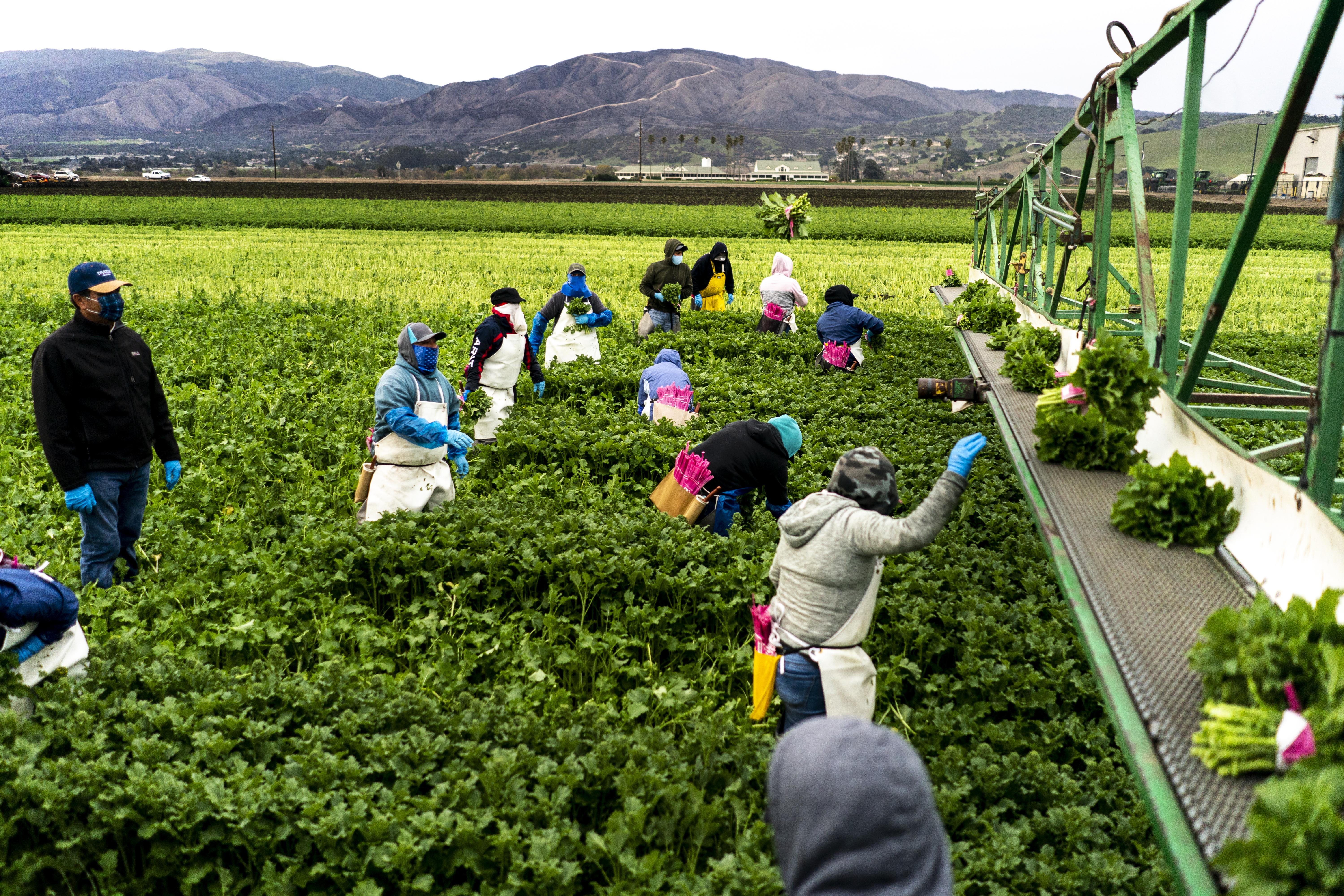 Migrant Farmers In California
