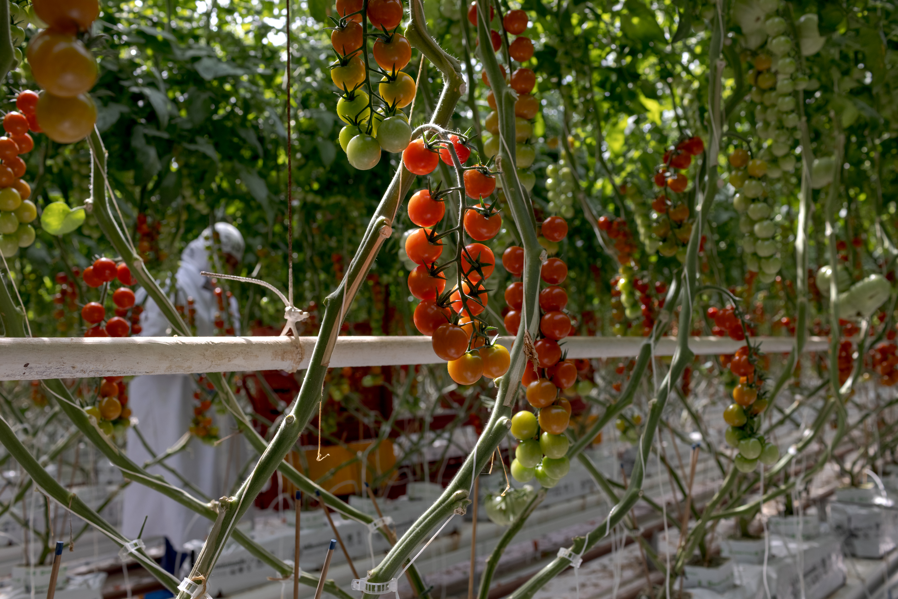 (Anna Watts/For The Washington Post)