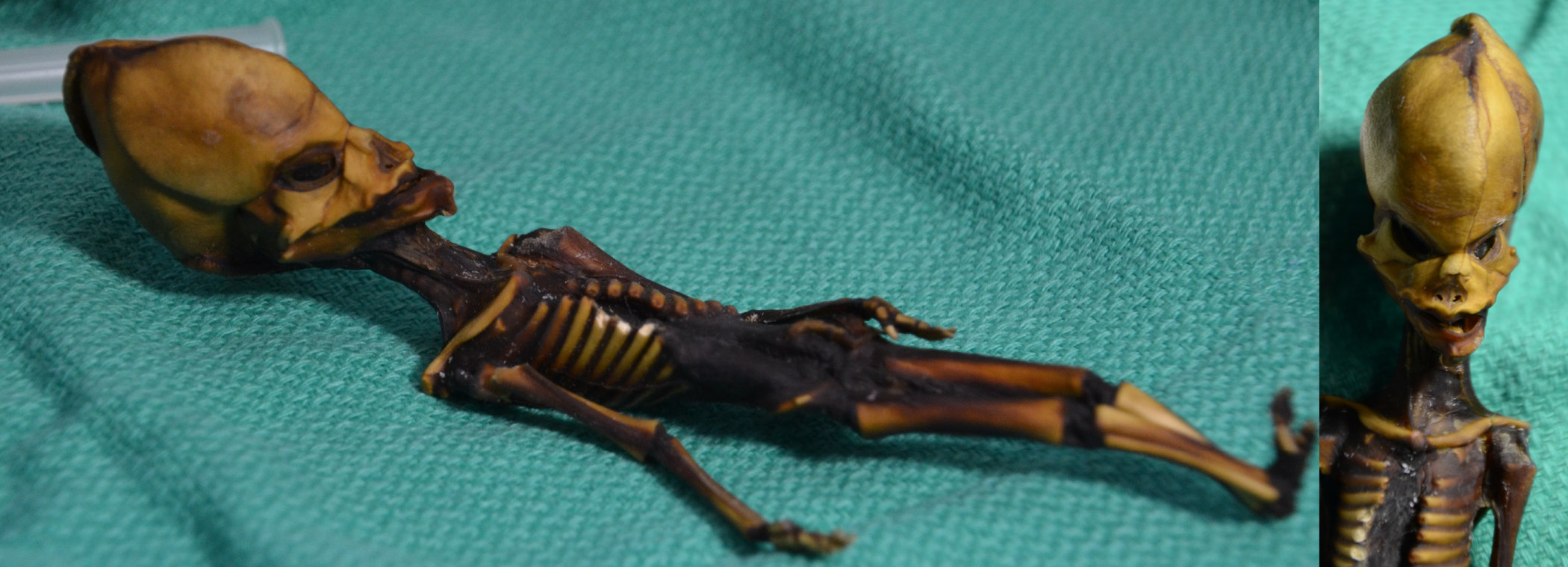 This Tiny Skeleton Might Look Like An Alien But Her Genes Tell A Different Story The Washington Post