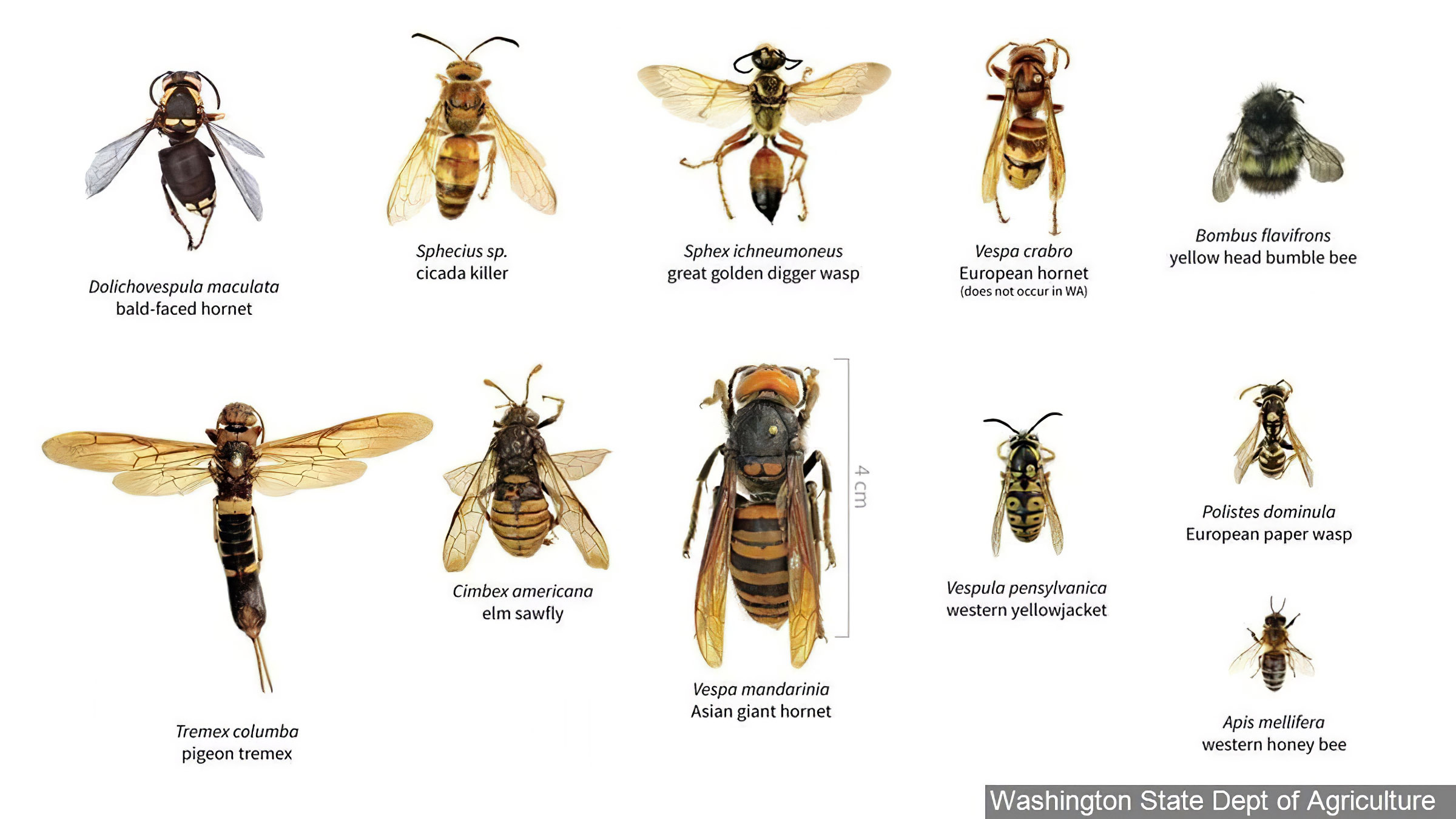 Wasps And Hornets