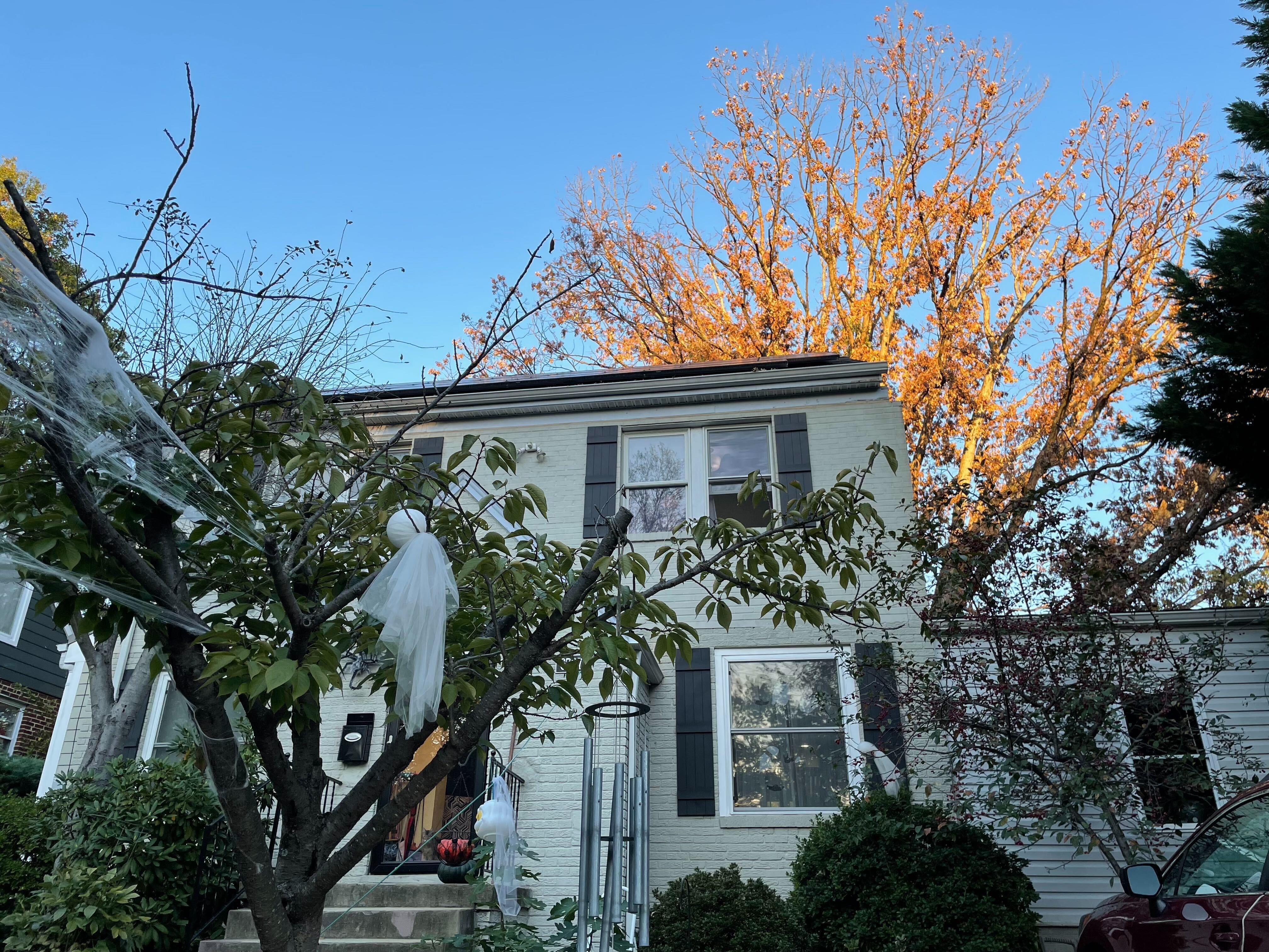 Oak Trees In The Mid Atlantic Region Are Dying Here S Why The Washington Post