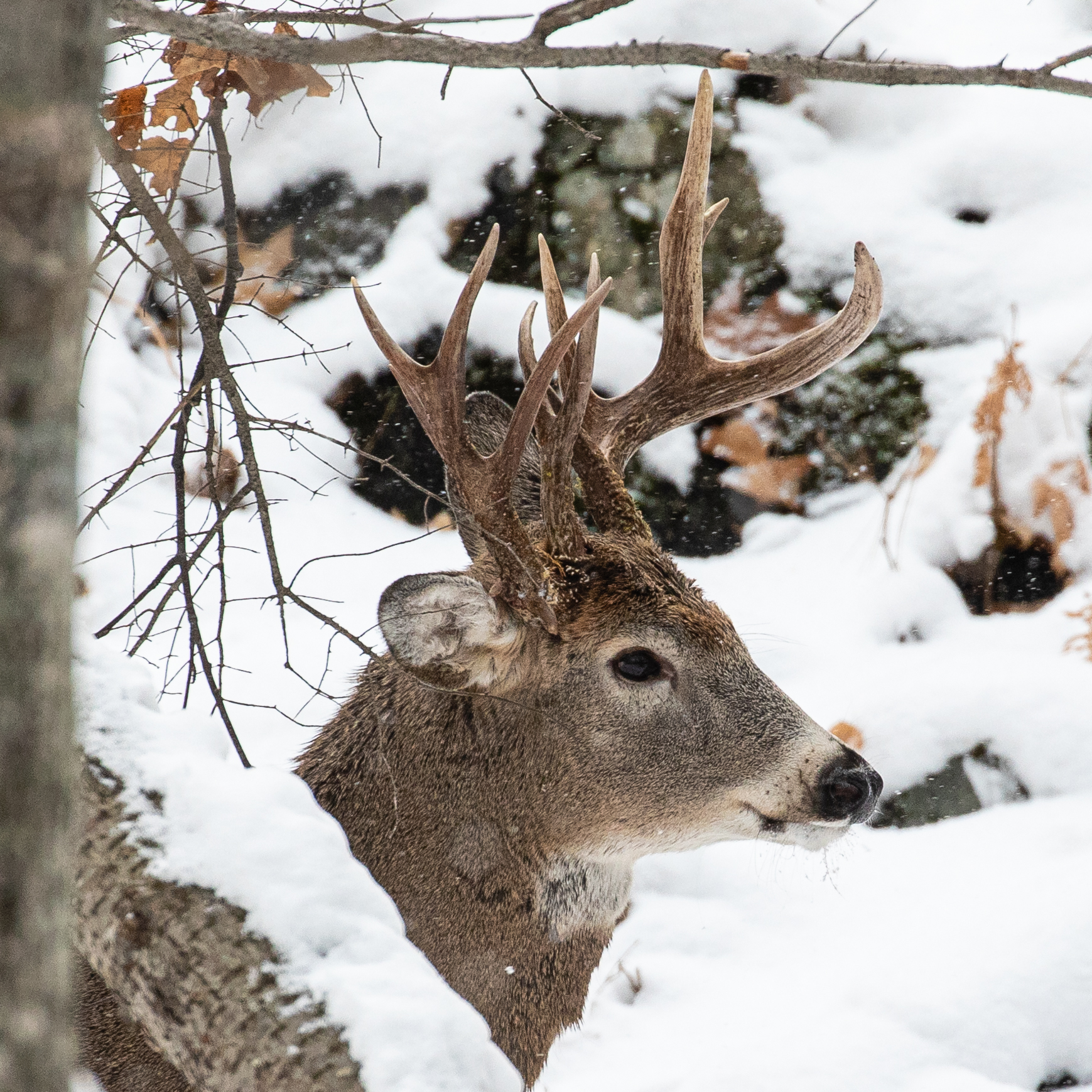Three-antler deer spotted in Michigans