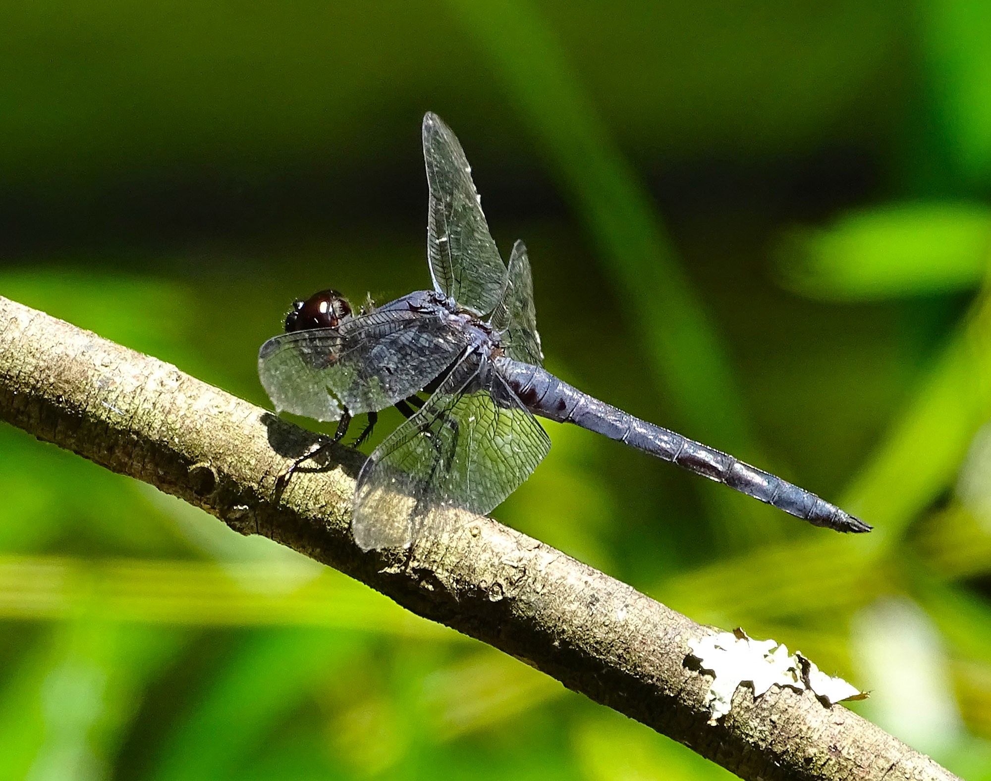 Dragonflies are more active this summer. Blame it on the rain. The