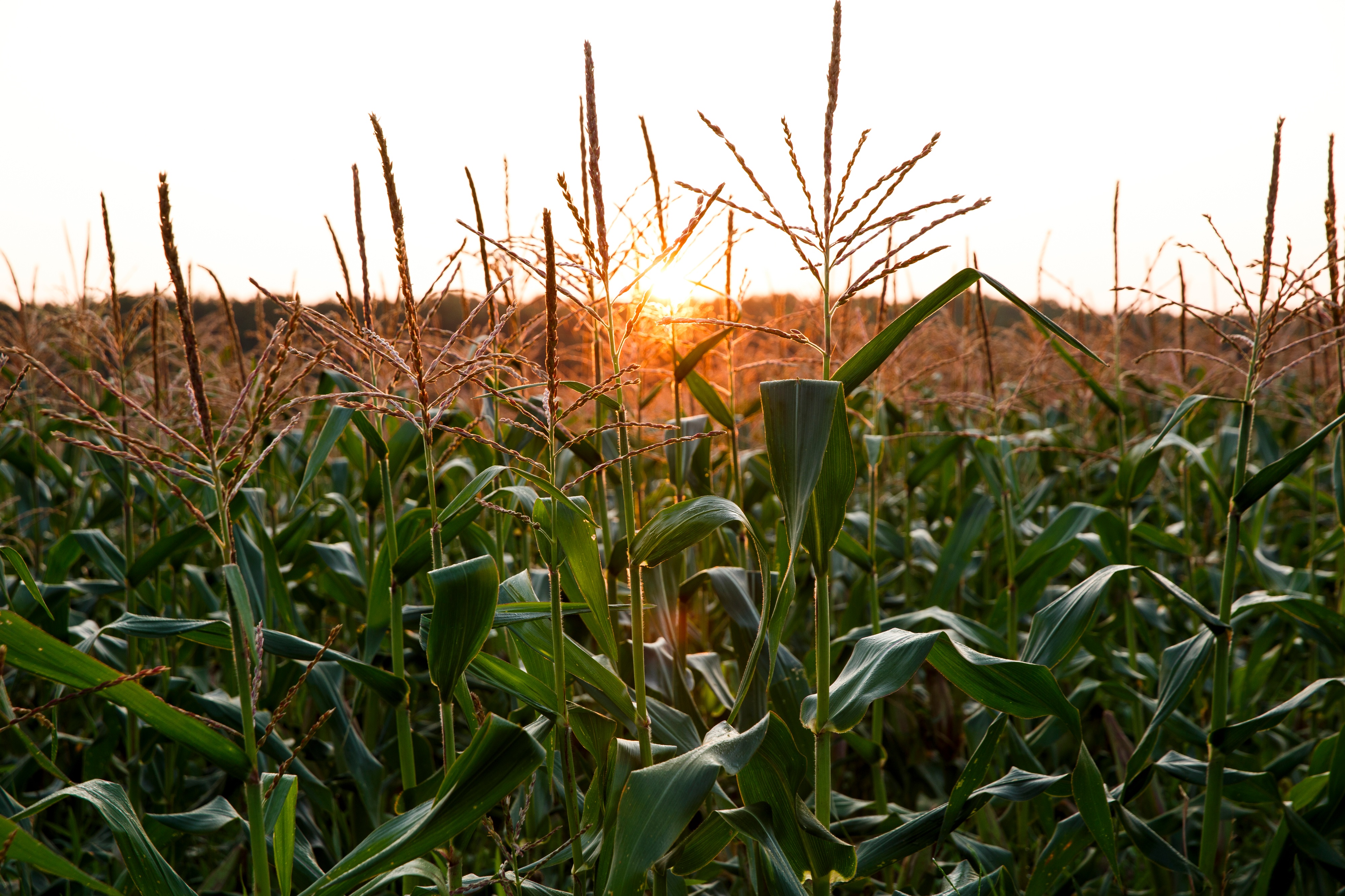 Colorado farmers owe millions after rain gauge crop insurance scheme - Vimarsana News