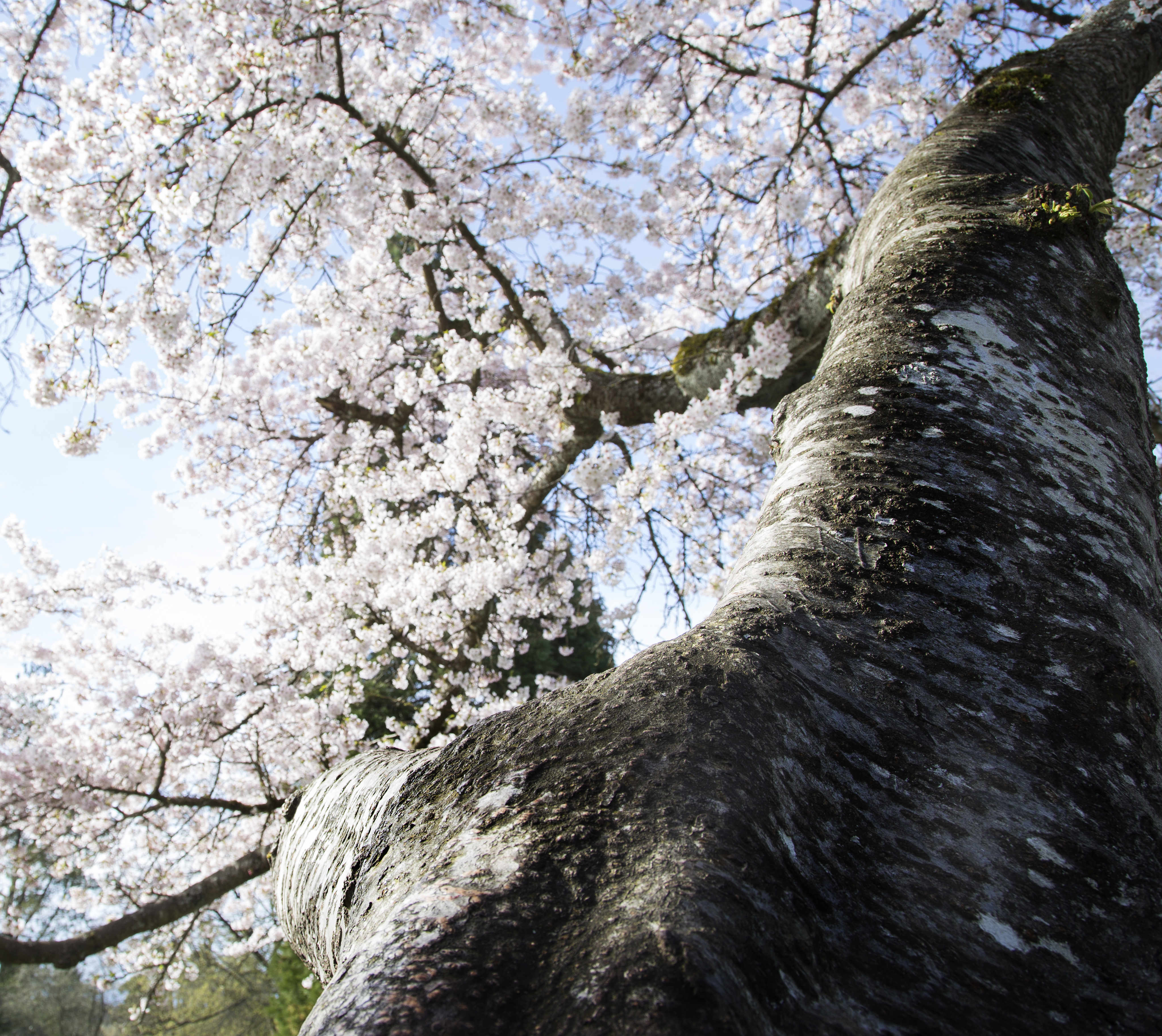 Yoshinos aren't the only cherry out there. It's worth knowing, and