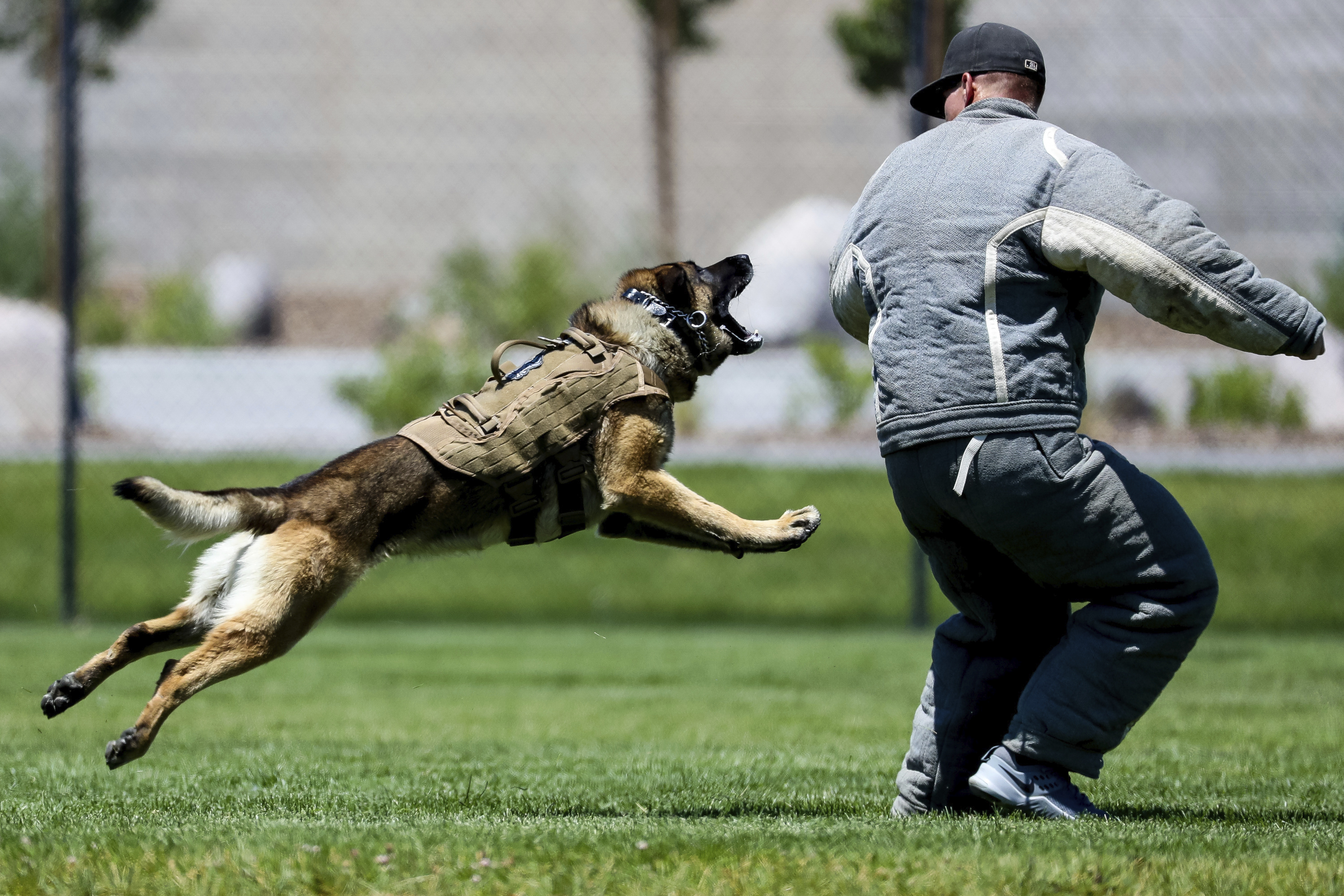 Police training for store dogs near me