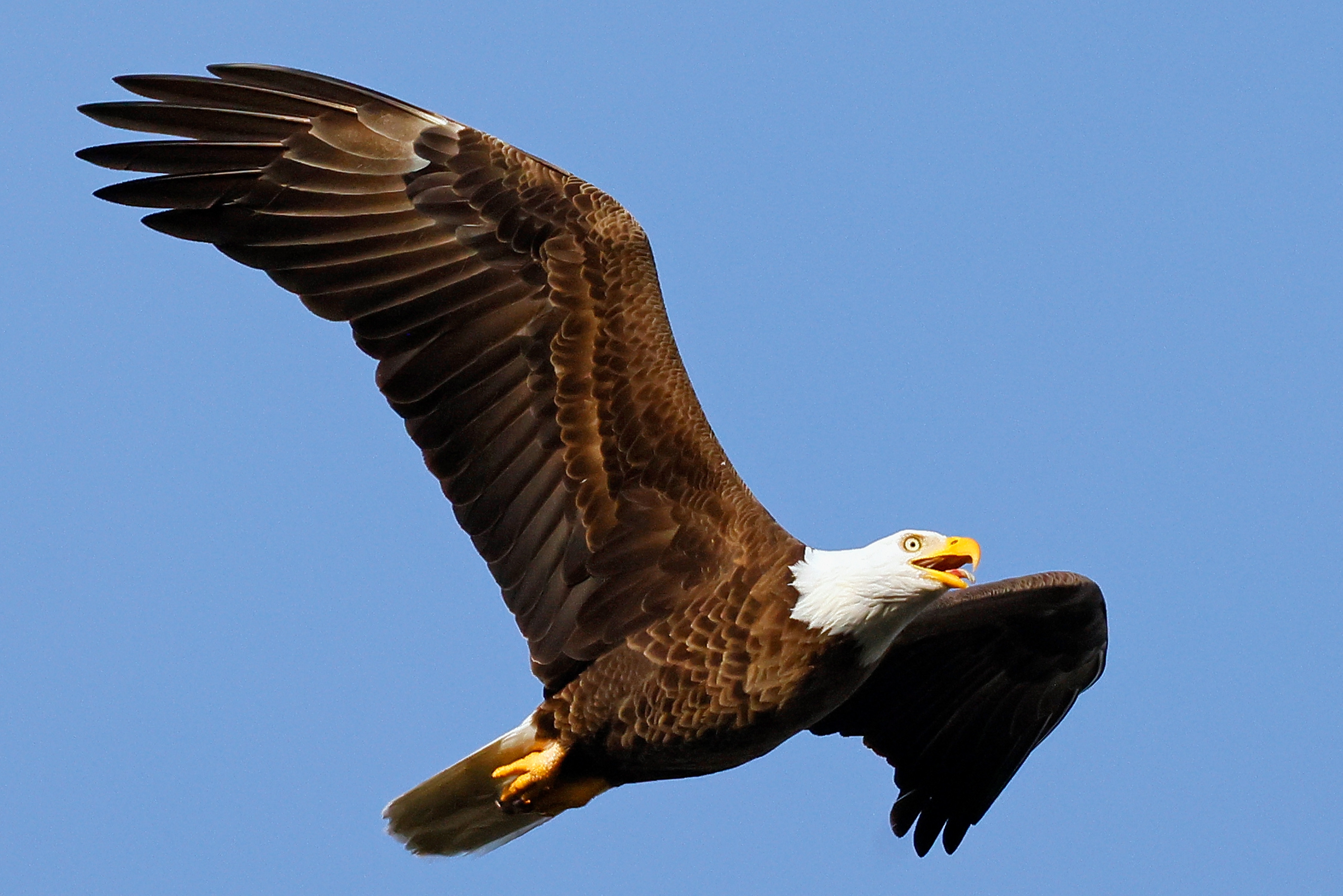 Egla Canameri Bald Eagle Cam Rome Ga News New Eagle Camera Is Going Live In