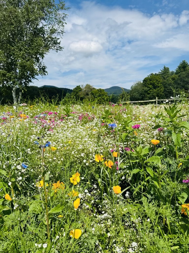 Tired of mowing the lawn, Vermont couple planted a wildflower