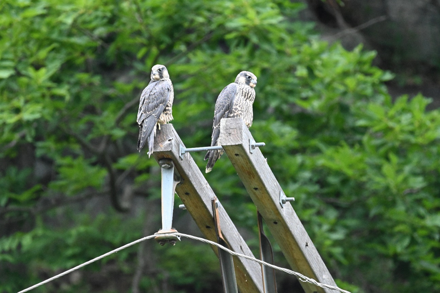 Three peregrine falcon chicks survive, take flight at Harpers Ferry - Vimarsana News