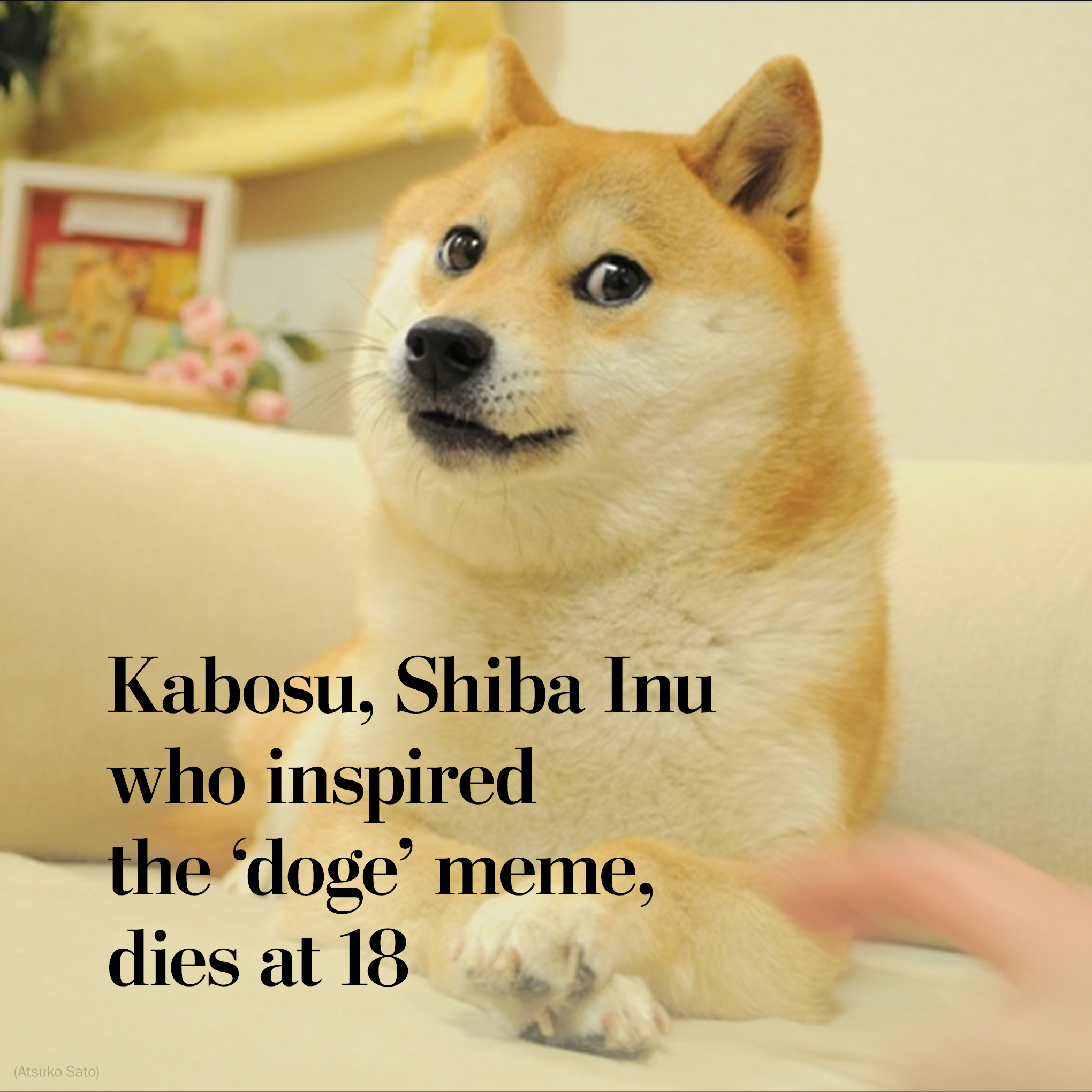 doge 