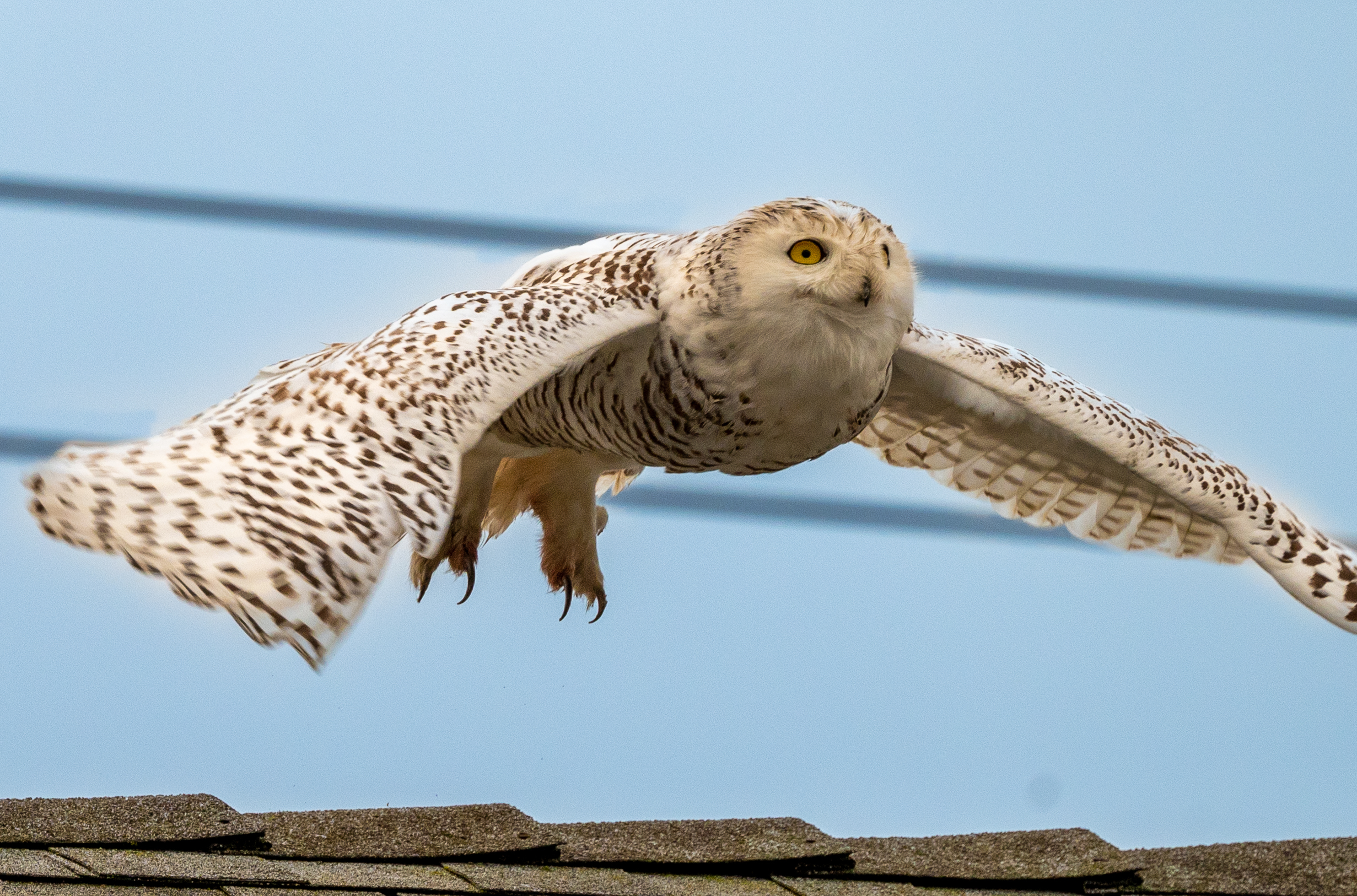 Snowy, a rare owl, captivates Cypress, Calif., and man with 