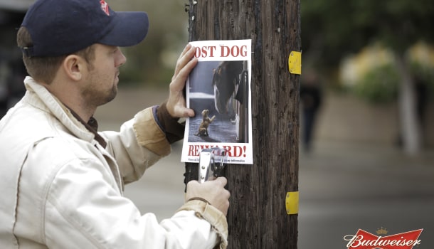 Super Bowl Commercials 2015 Budweiser Clydesdales Search For Lost Dog Updated The Washington Post