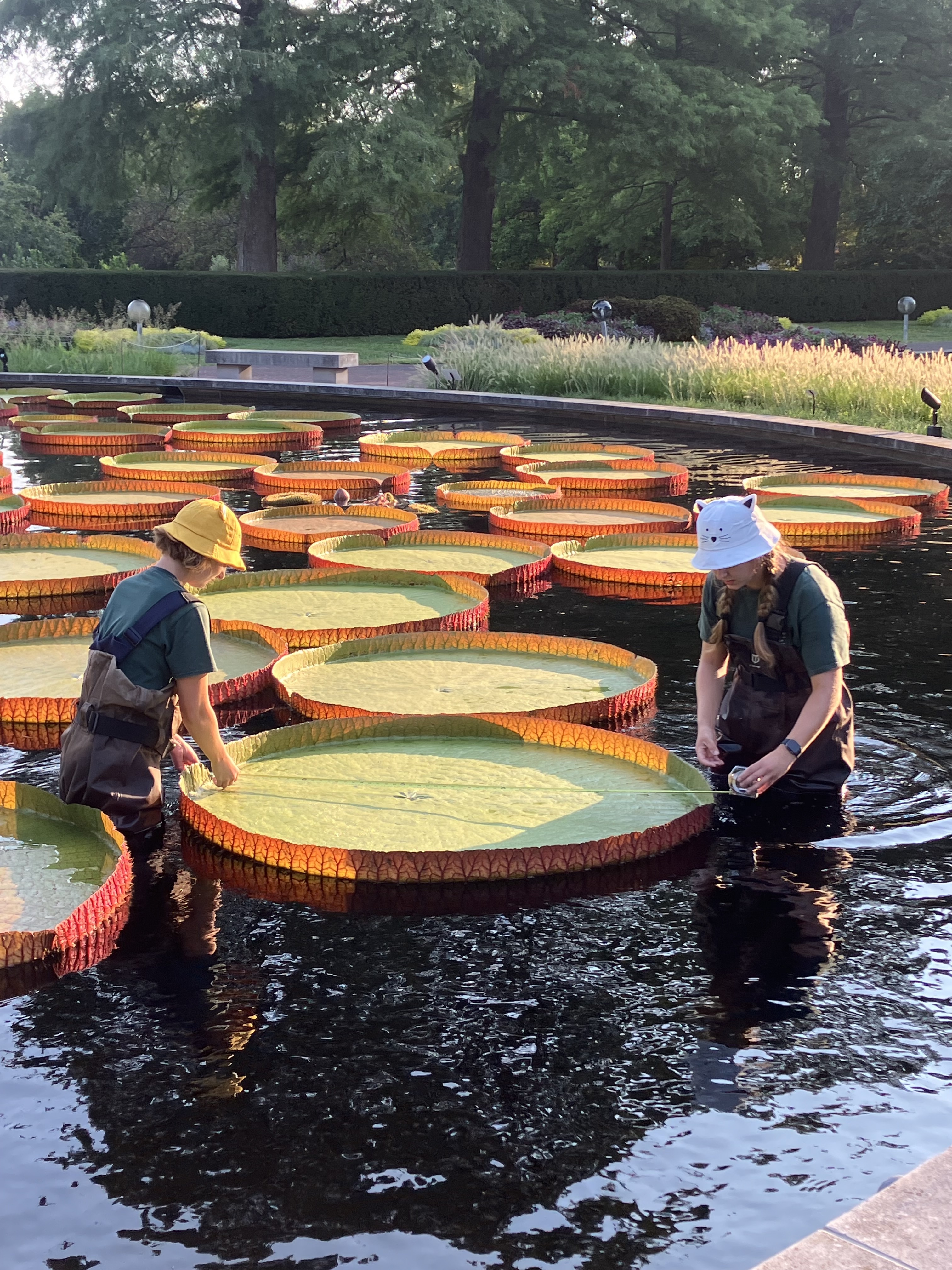 Missouri water lily holds 142 pounds of sand, wins worldwide  display picture 2