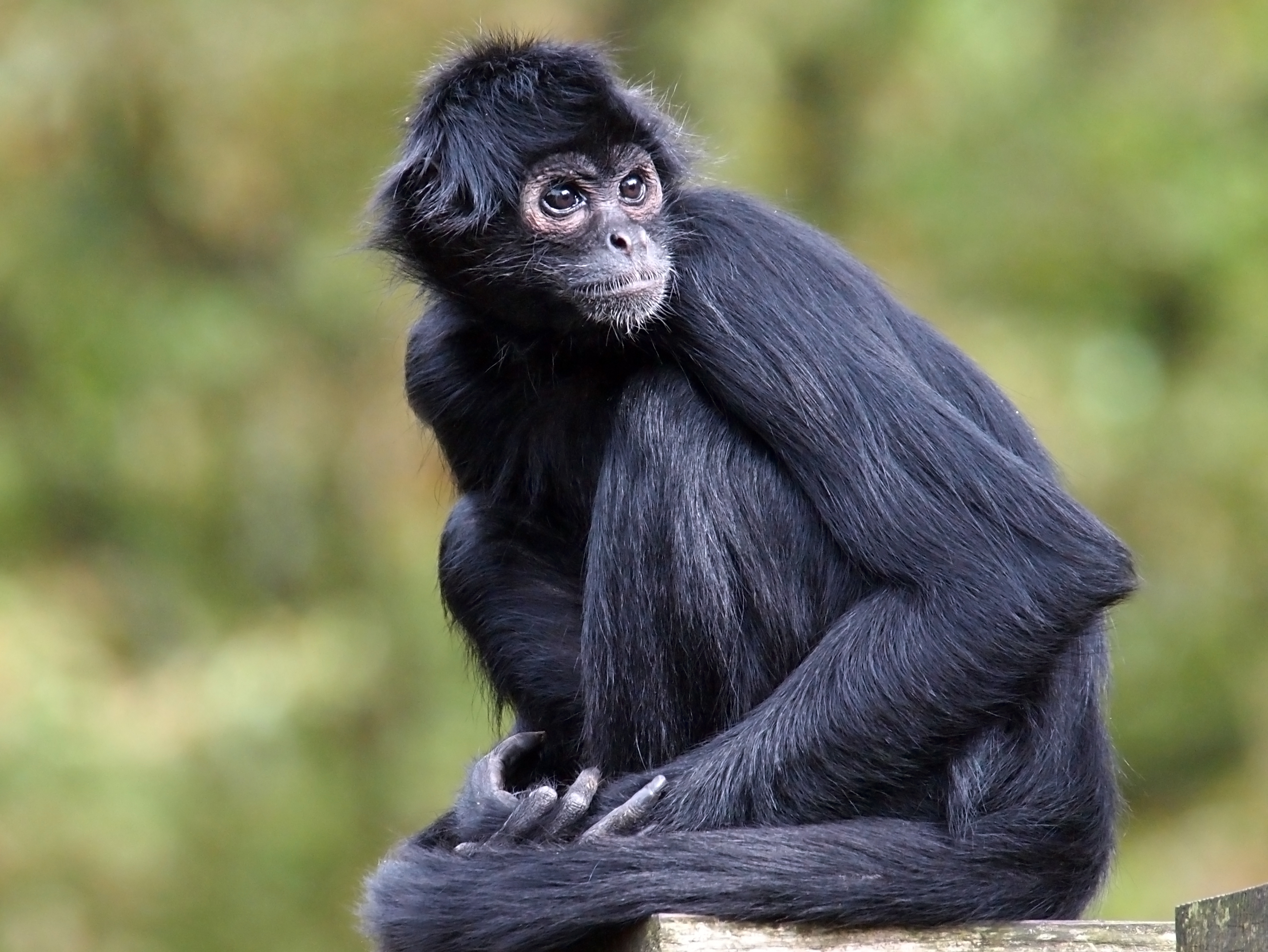Monkey in tactical vest found dead after Mexican cartel shootout - The  Washington Post