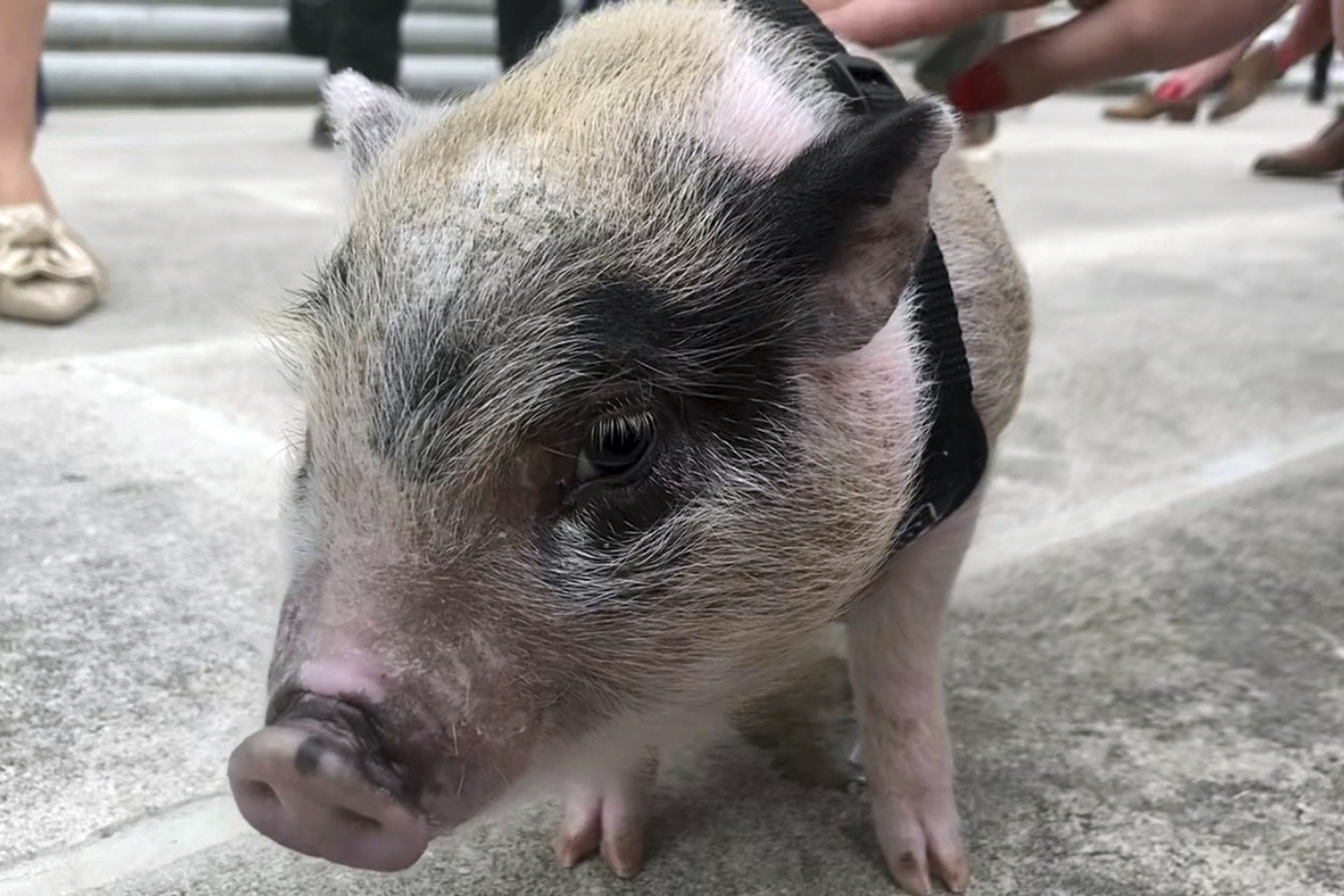 Piglet who was tossed around at Mardi Gras adopted by state lawmaker - Vimarsana News