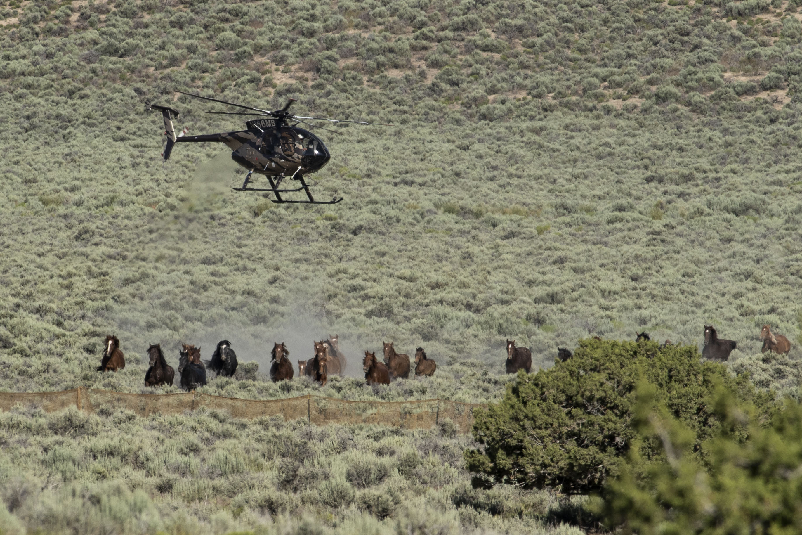 Wild horses have long kicked up controversy. Now foes say they have a ...