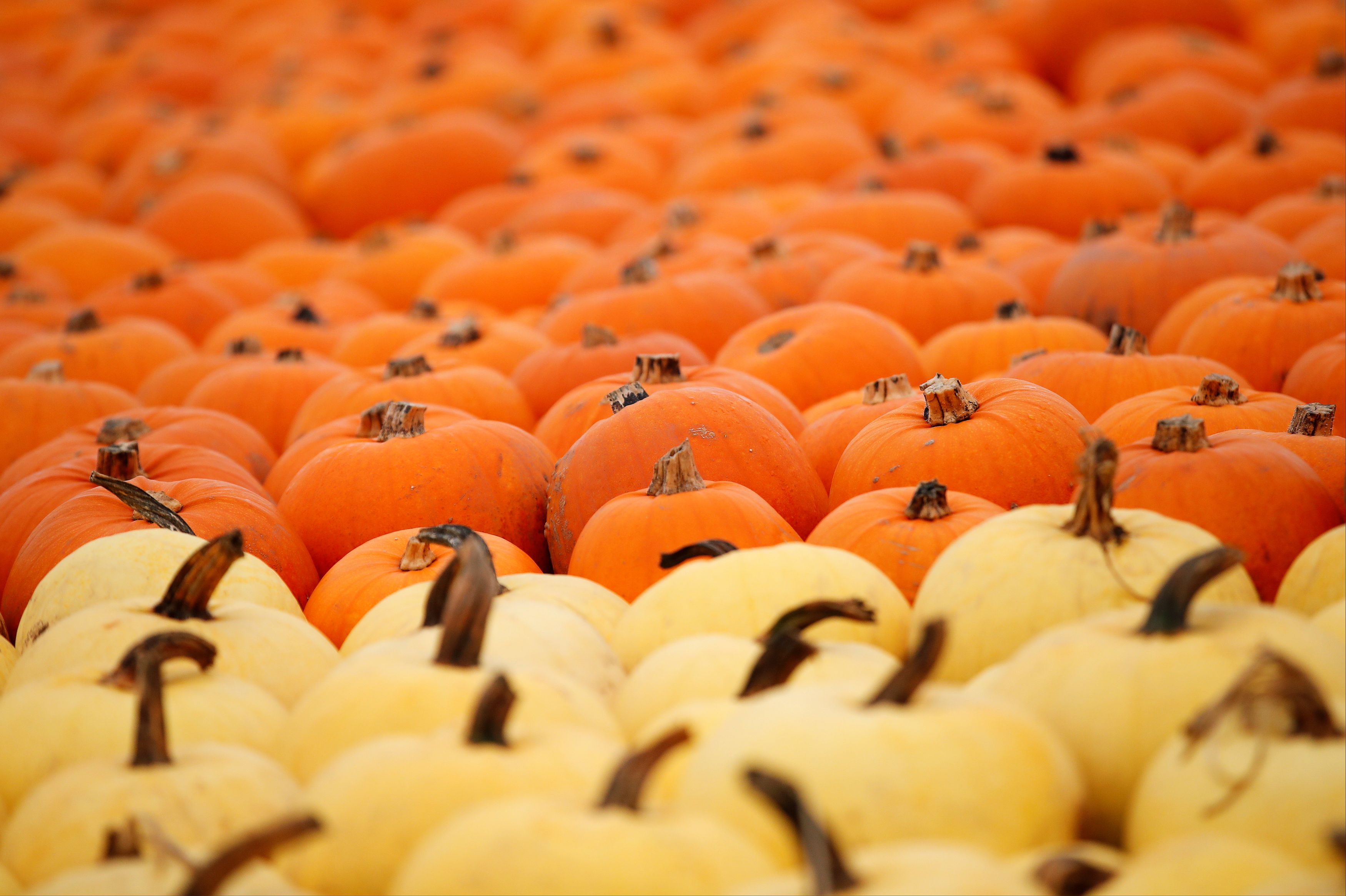 Watch Charlie Brown Halloween 2022