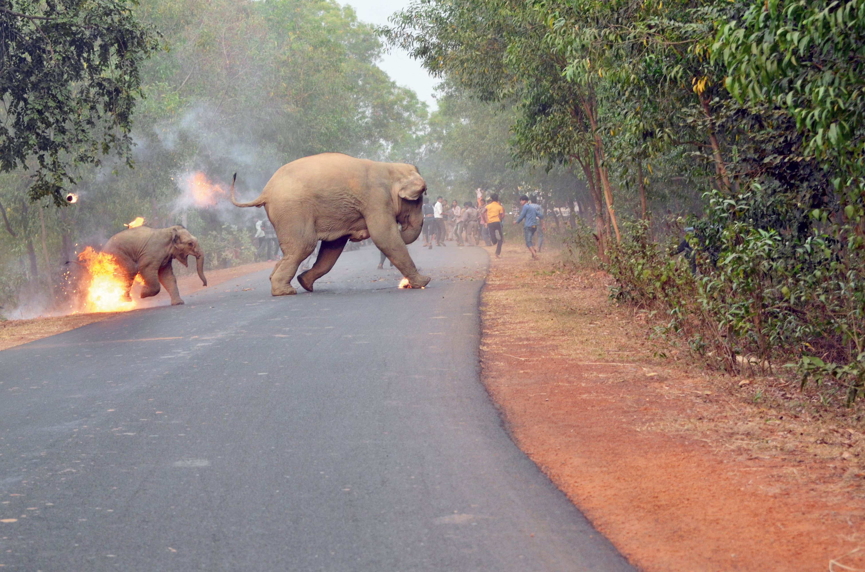 The Horror Elephants Face In India In One Heartbreaking Photo The Washington Post