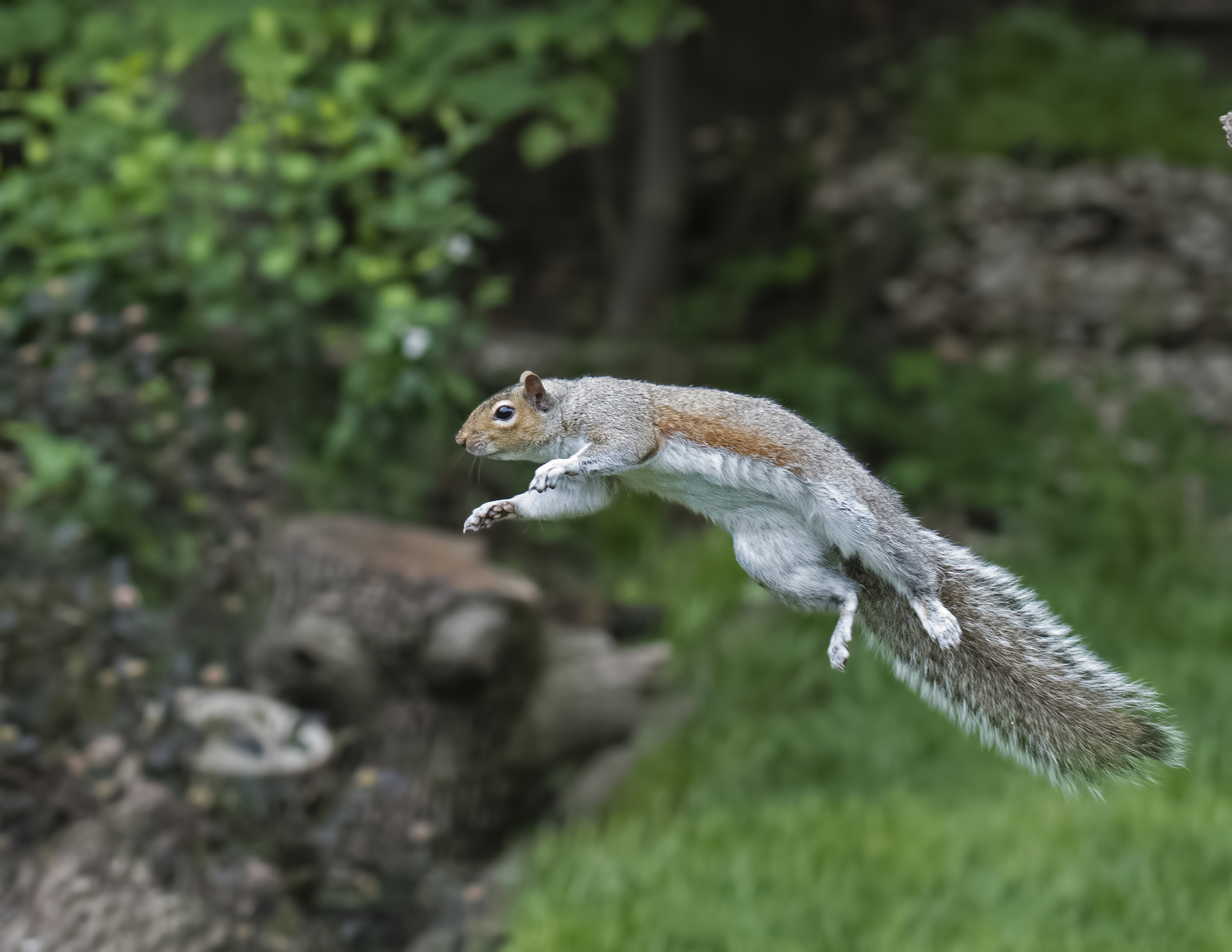 Squirrel Week 2019 Here Are The Winners Of The Squirrel Week