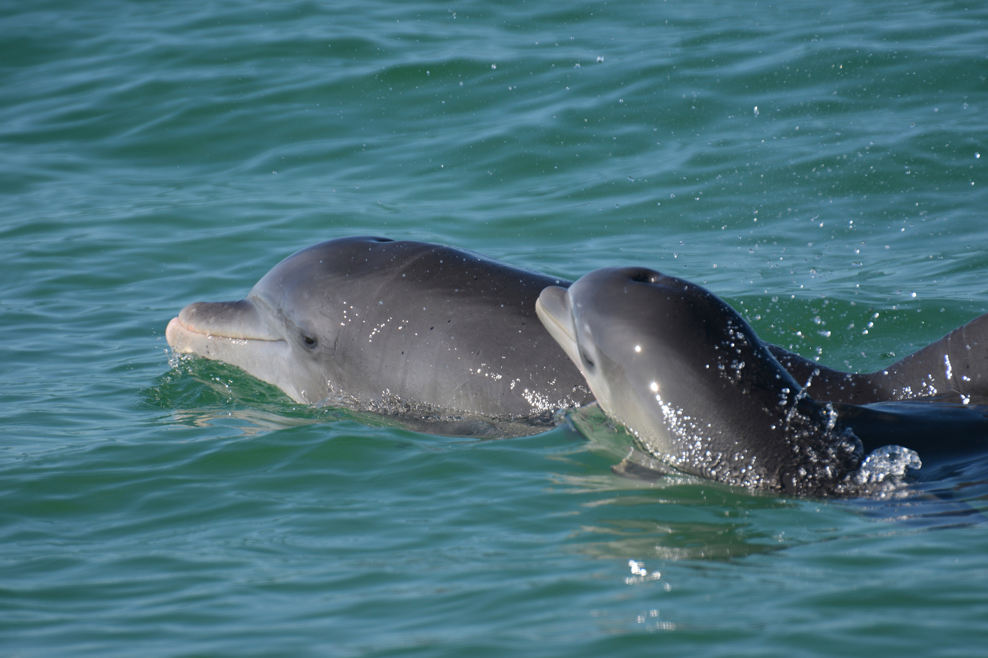 Dolphin moms use baby talk to call to their young, recordings show - Vimarsana News