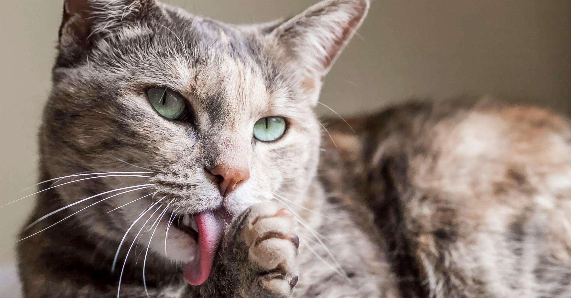 Cat Owners Can Read their Cat(s) Facial Expressions-The Great Cat