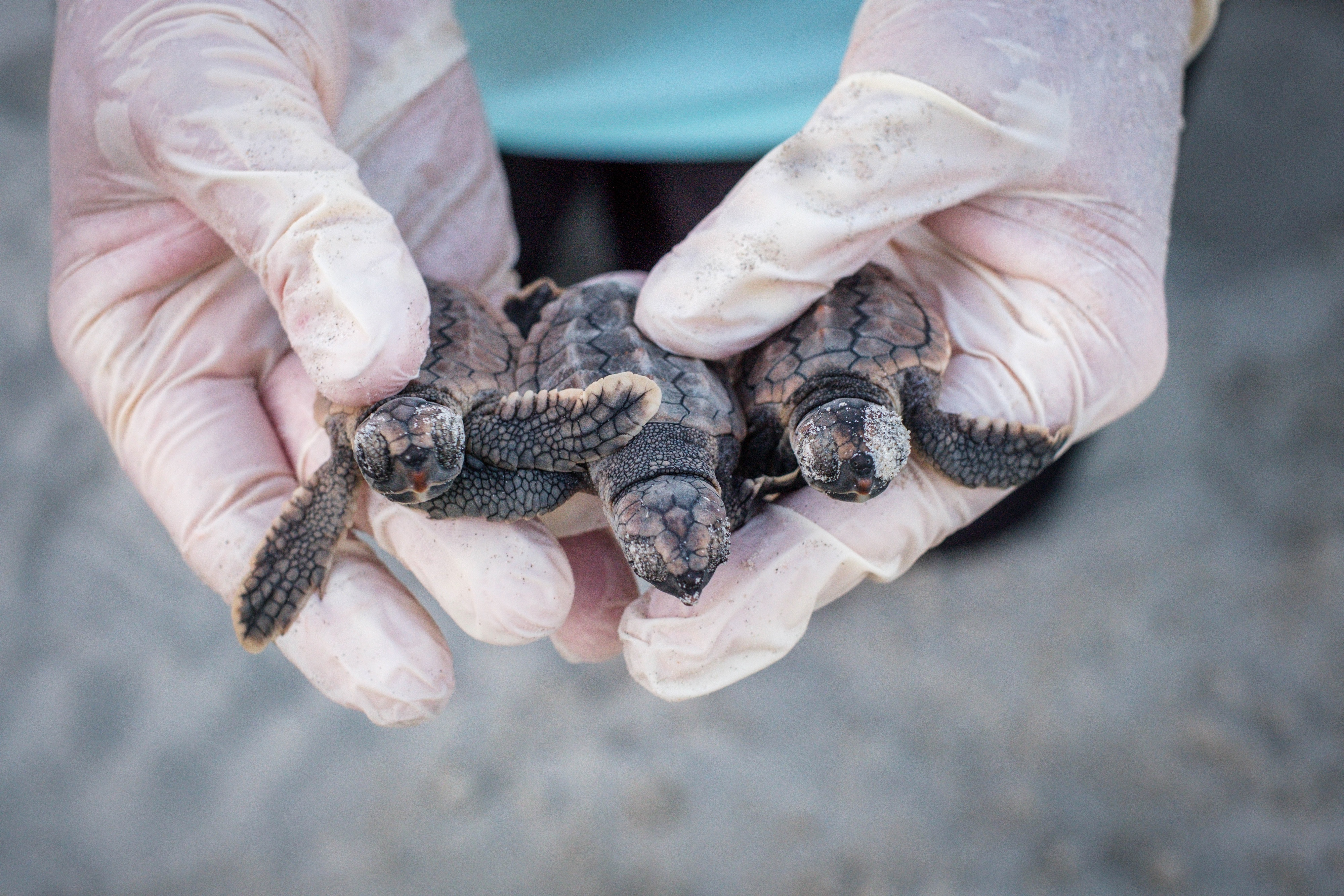 Sea turtle nests broke a record this year. Why that’s a good thing. cover image