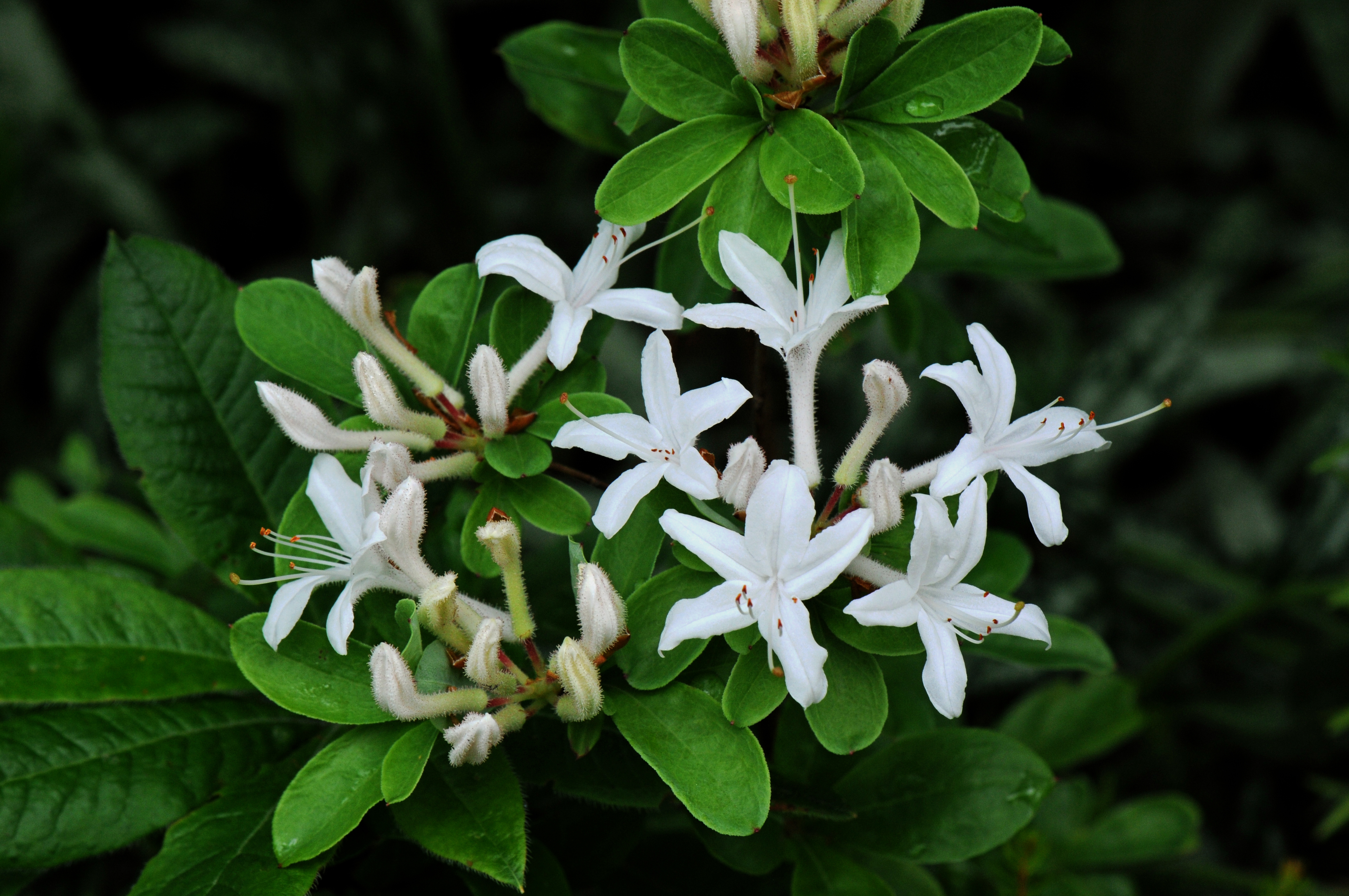 How to grow azaleas - The Washington Post