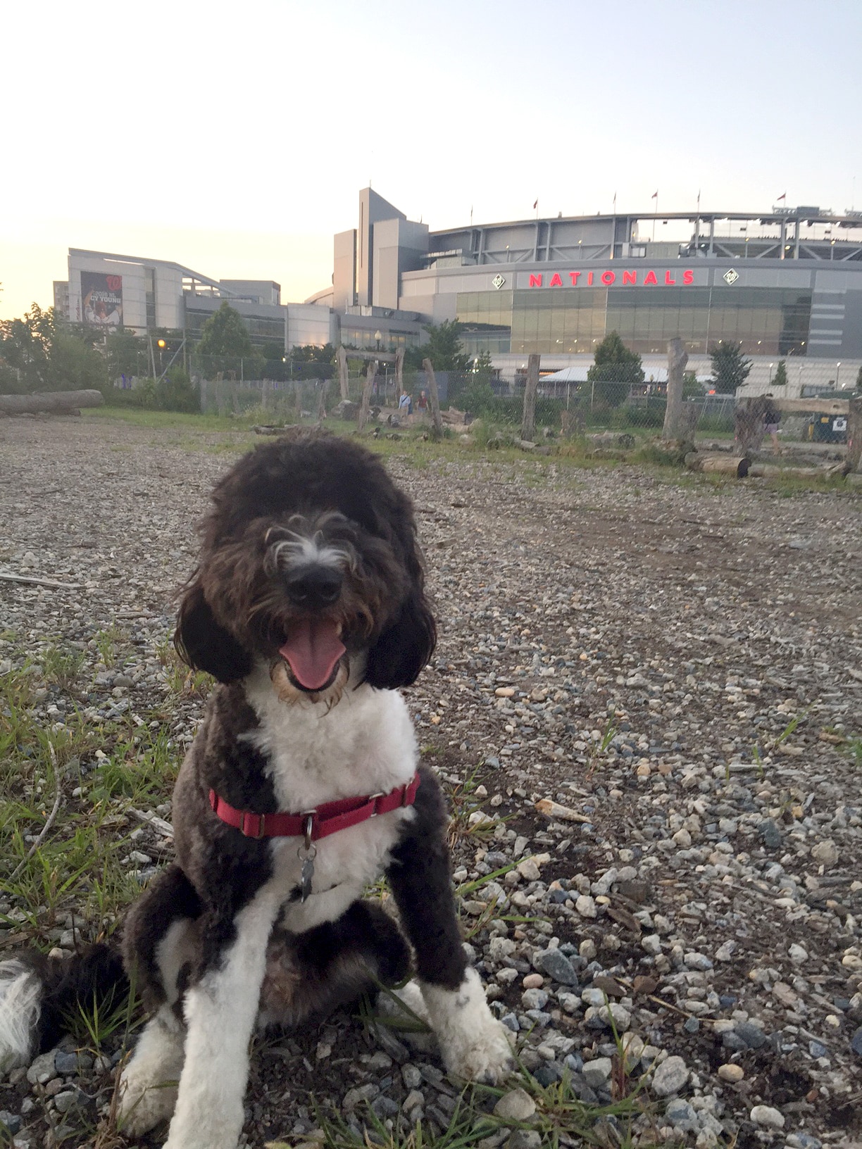 city farmers dog swamp