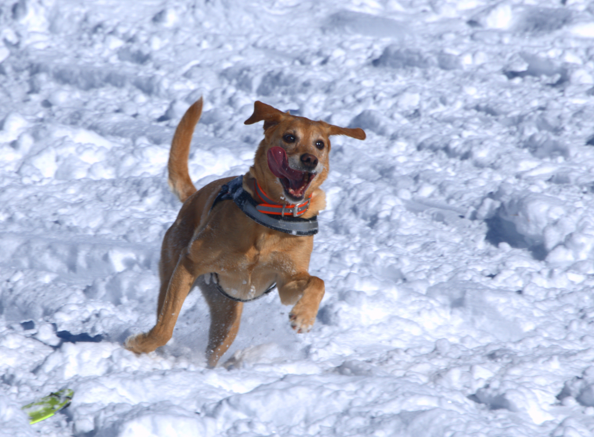 Colorado man who survived avalanche 'desperately' searching for pet dog who  went missing in slide