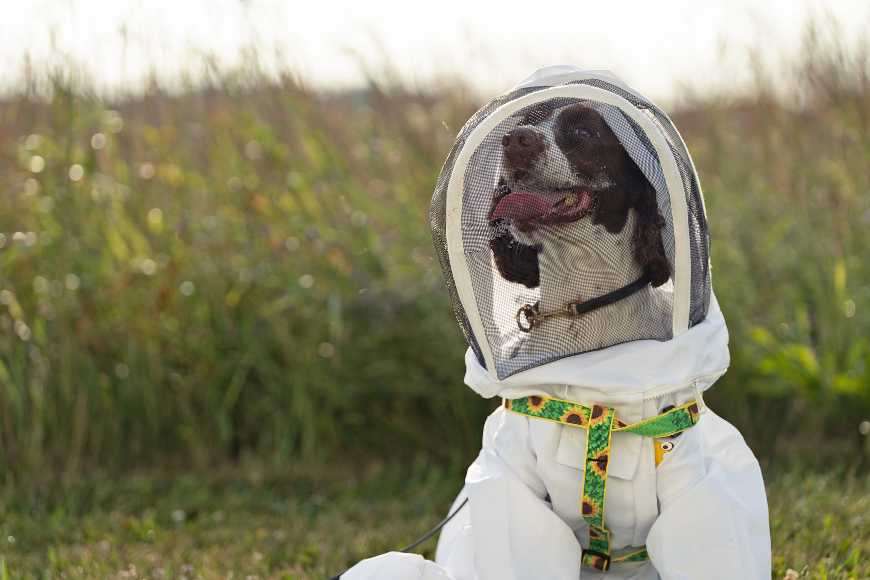 How a retired K-9 named Maple is helping save honeybee hives