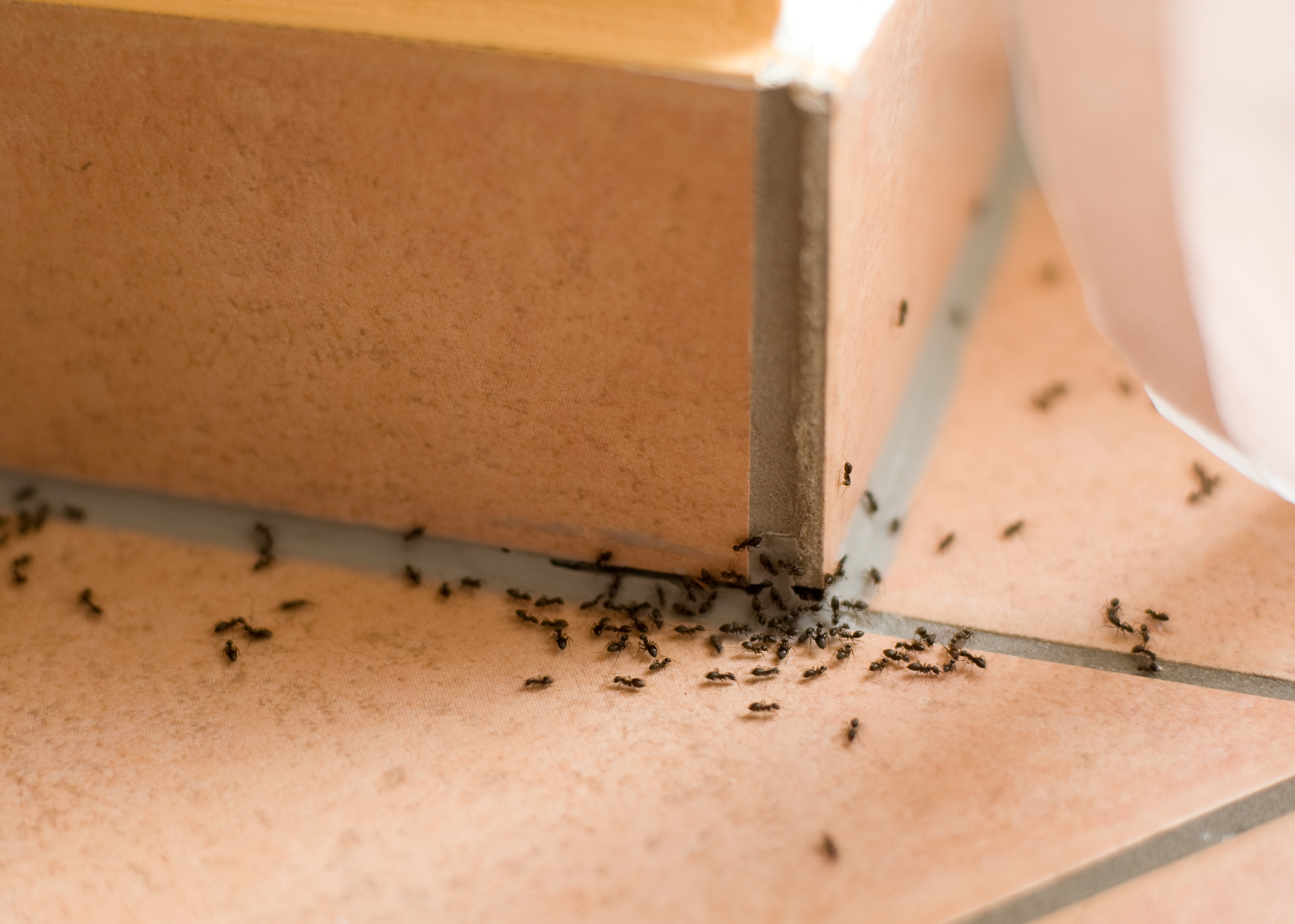 What to kill ants with