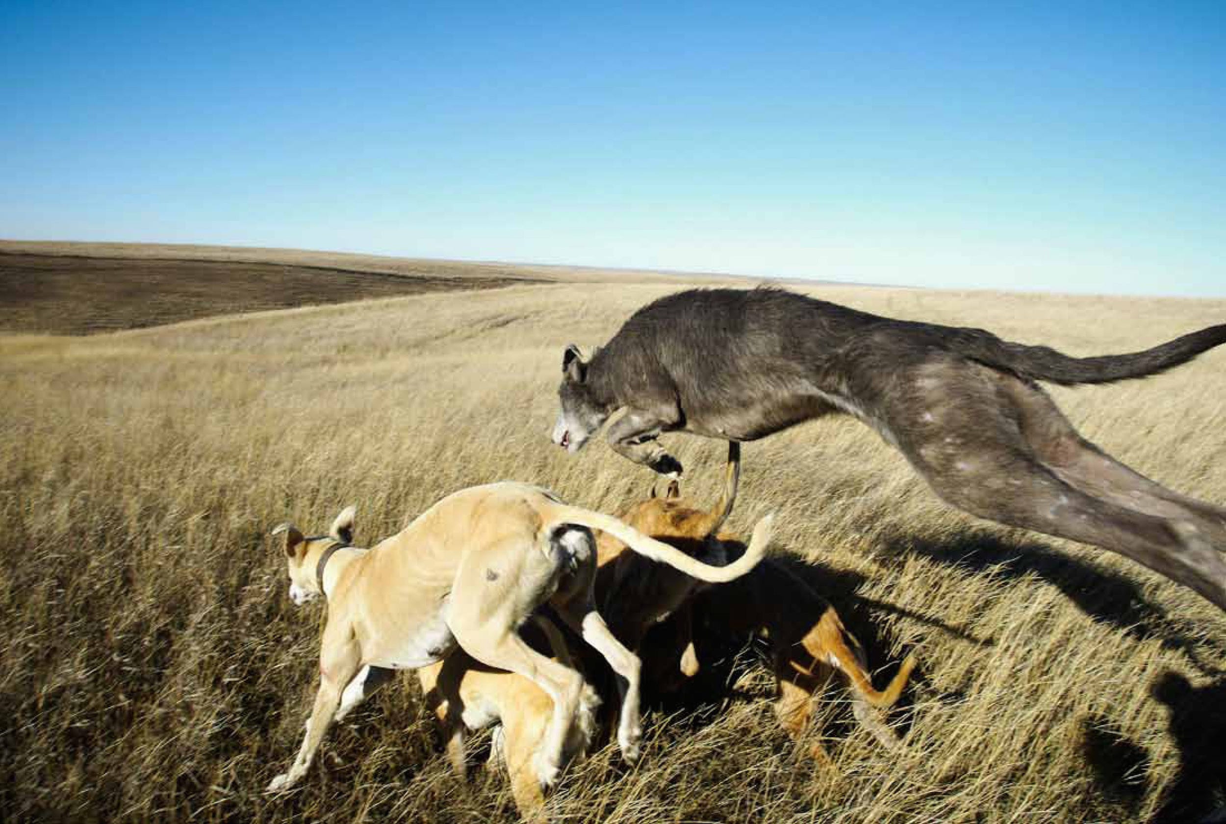 using dogs to hunt coyotes 