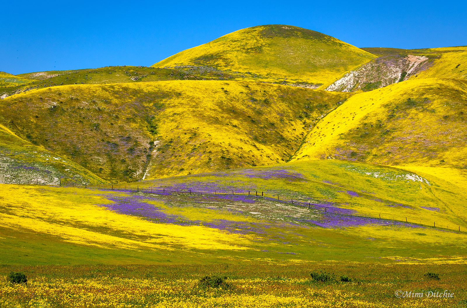 When will the wildflower super bloom happen in the California desert?